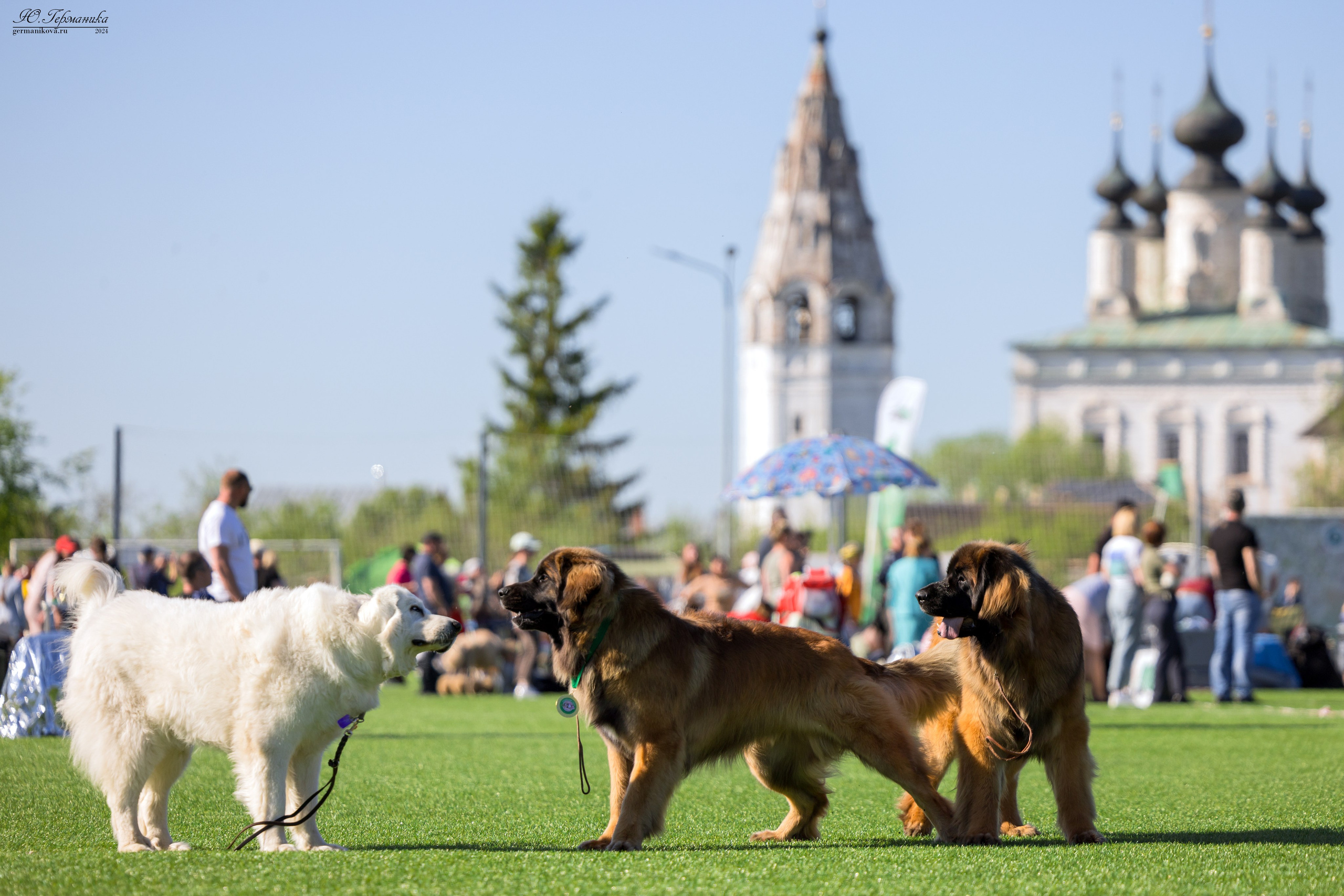 Суздаль 18-19.05.2024. Фотограф-анималист Юлия Германика