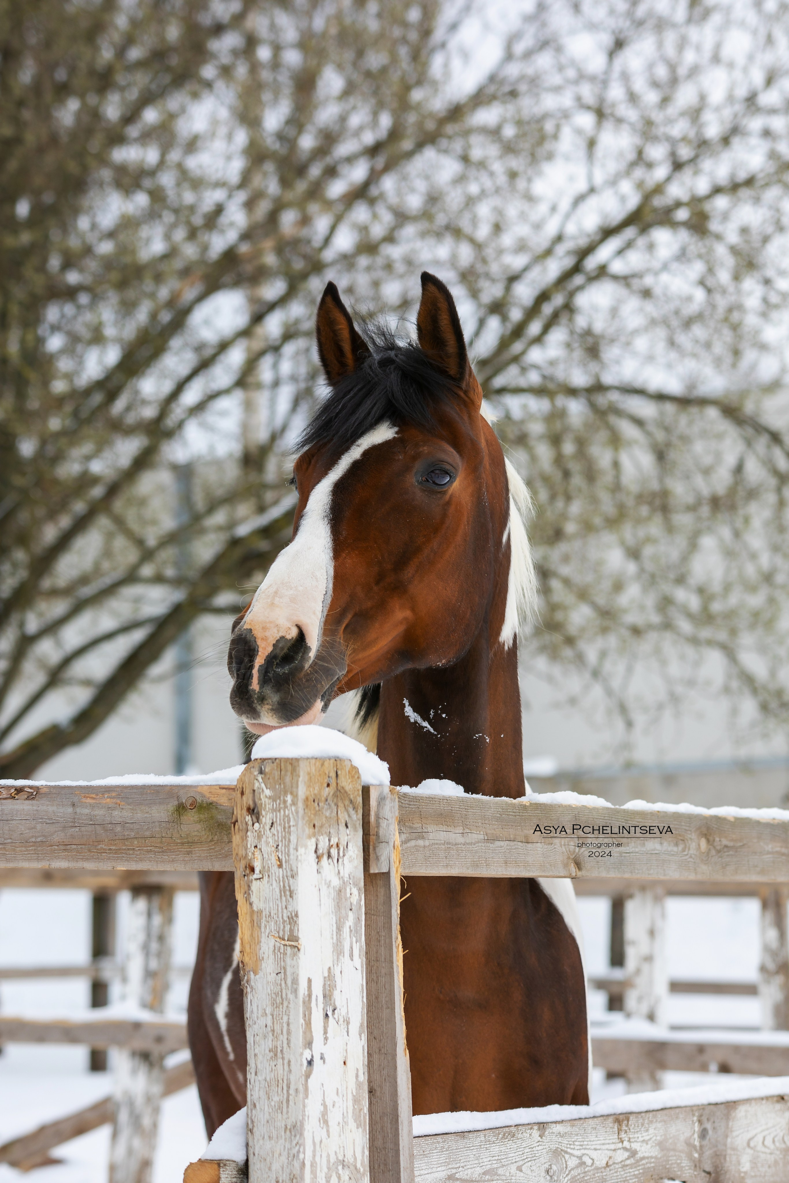 Баядера. Ася Пчелинцева, фотограф в СПб и ЛО