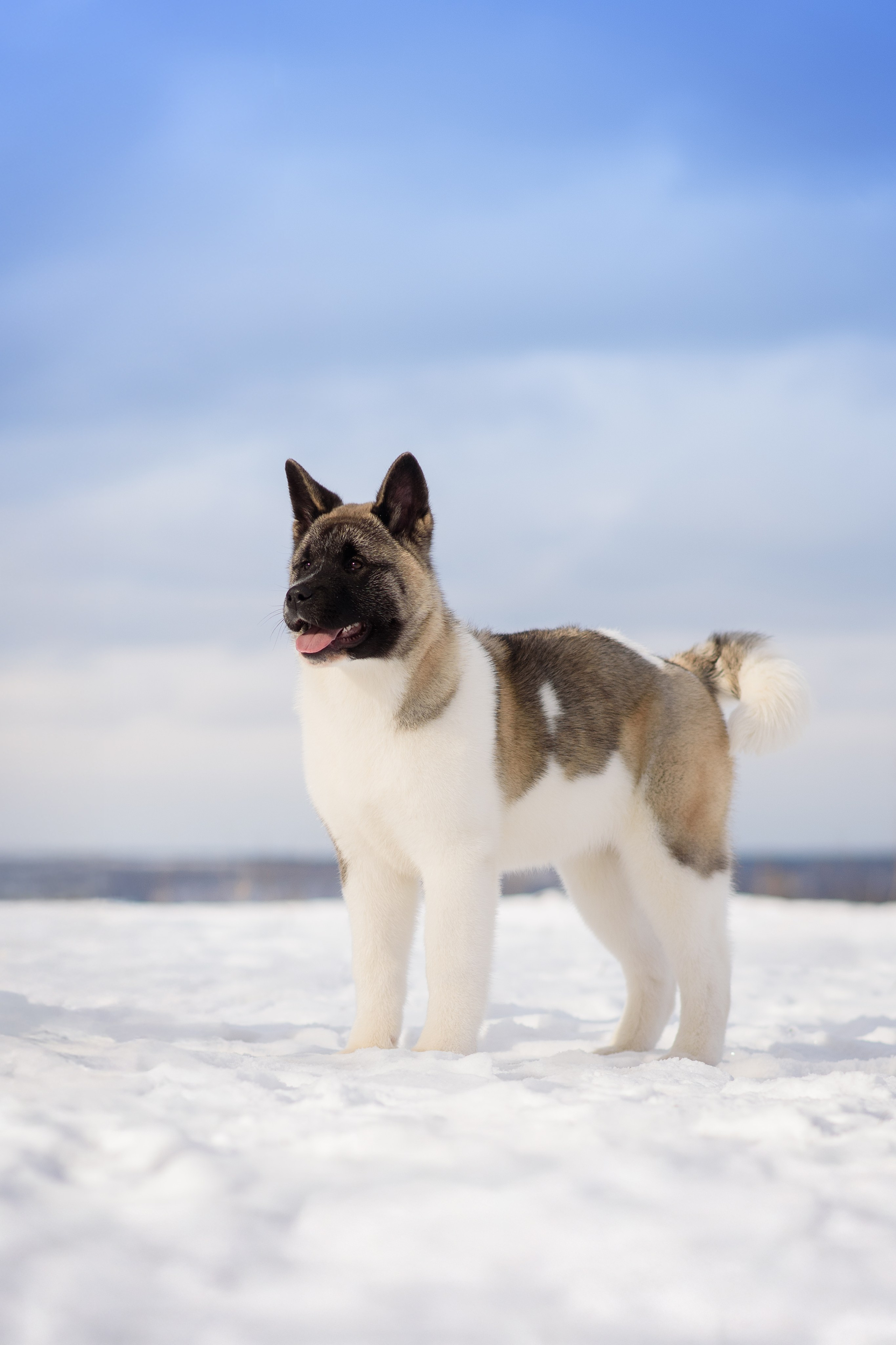 Эльза — 17.02.2025. Фотограф — Анималист | Анна Абрамова