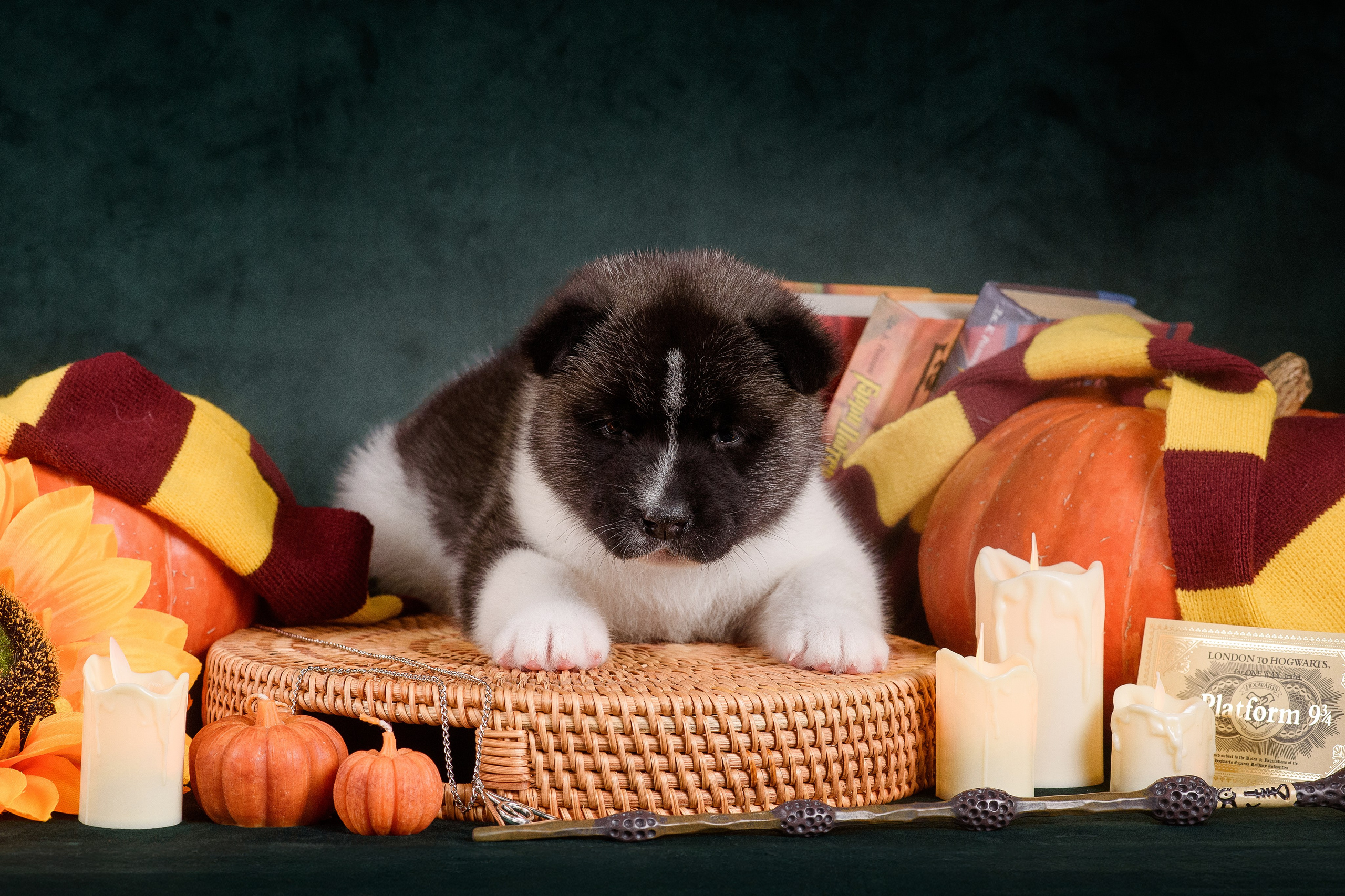 Щенки Американской Акиты — 04.11.2024. Фотограф — Анималист | Анна Абрамова