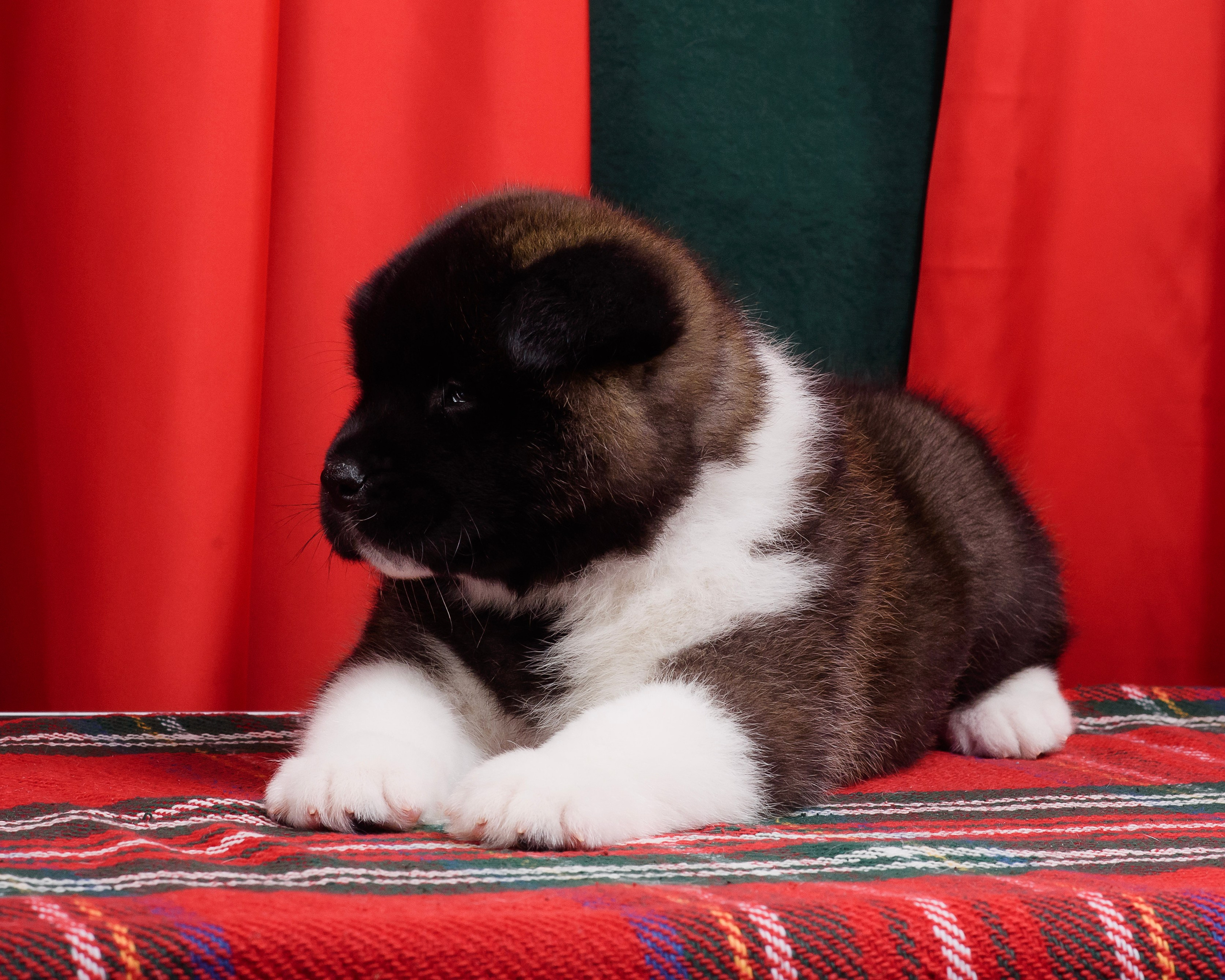 Щенки Американской Акиты. Фотограф — Анималист | Анна Абрамова