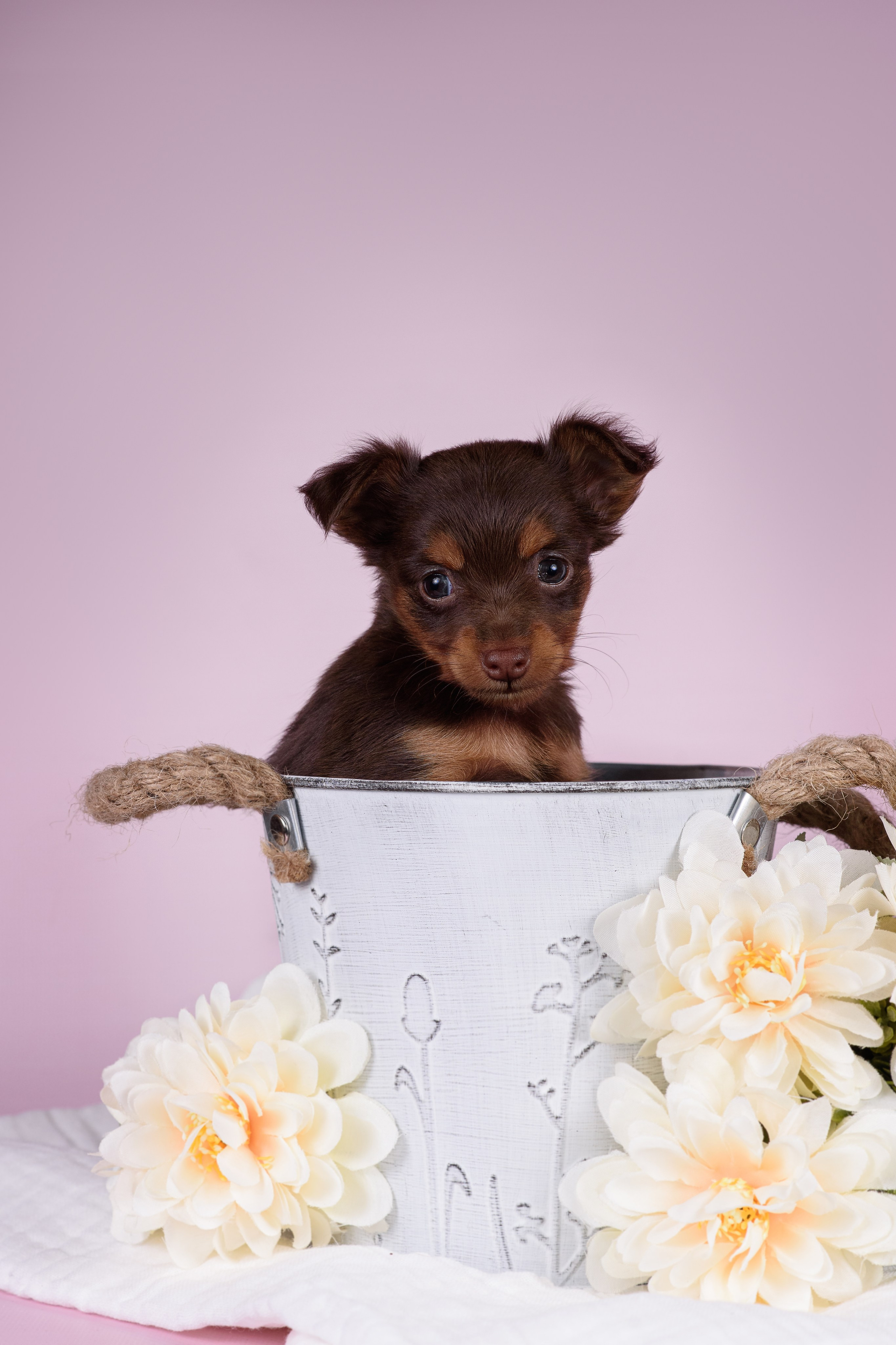 Щенки Пражских крысариков -13.04.2024. Фотограф — Анималист | Анна Абрамова