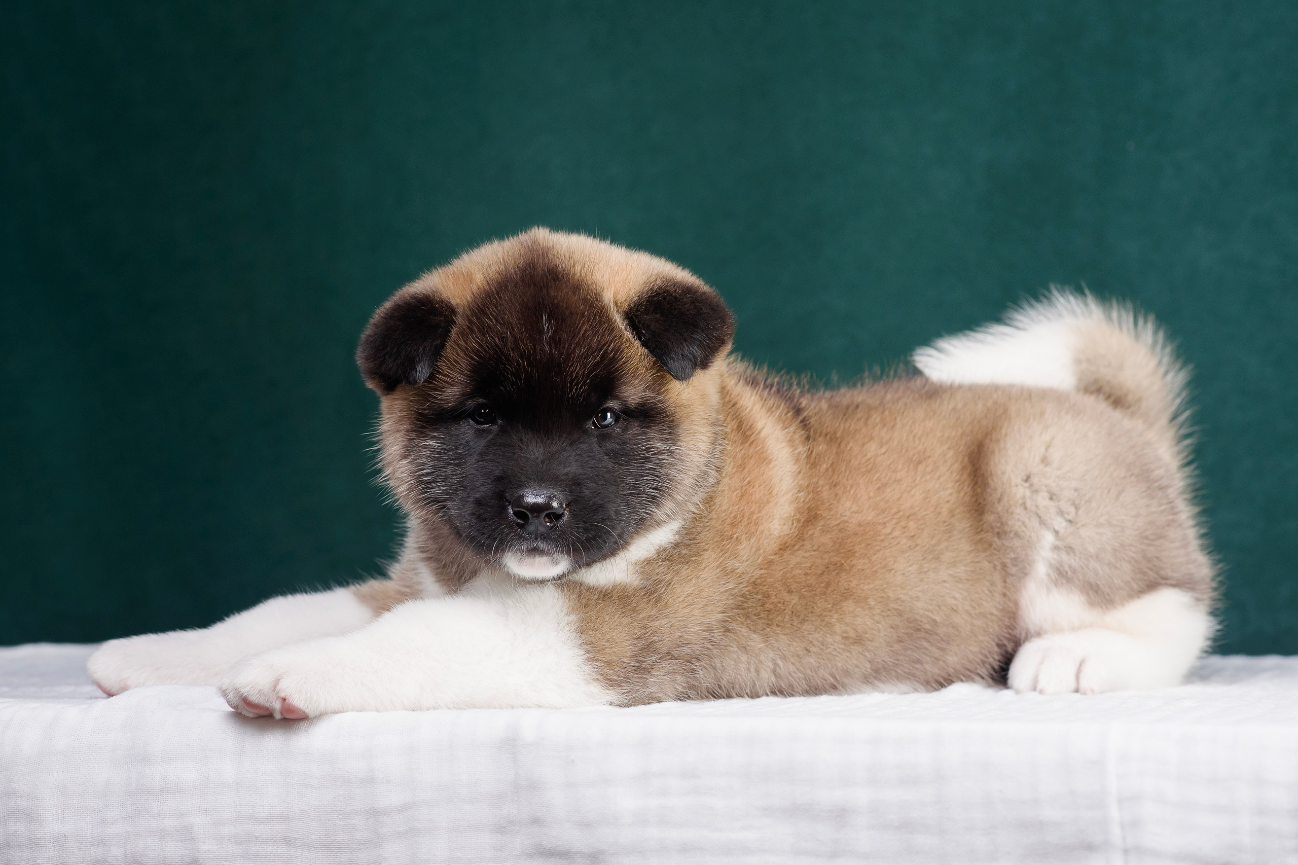 Щенки Американской Акиты. Фотограф — Анималист | Анна Абрамова