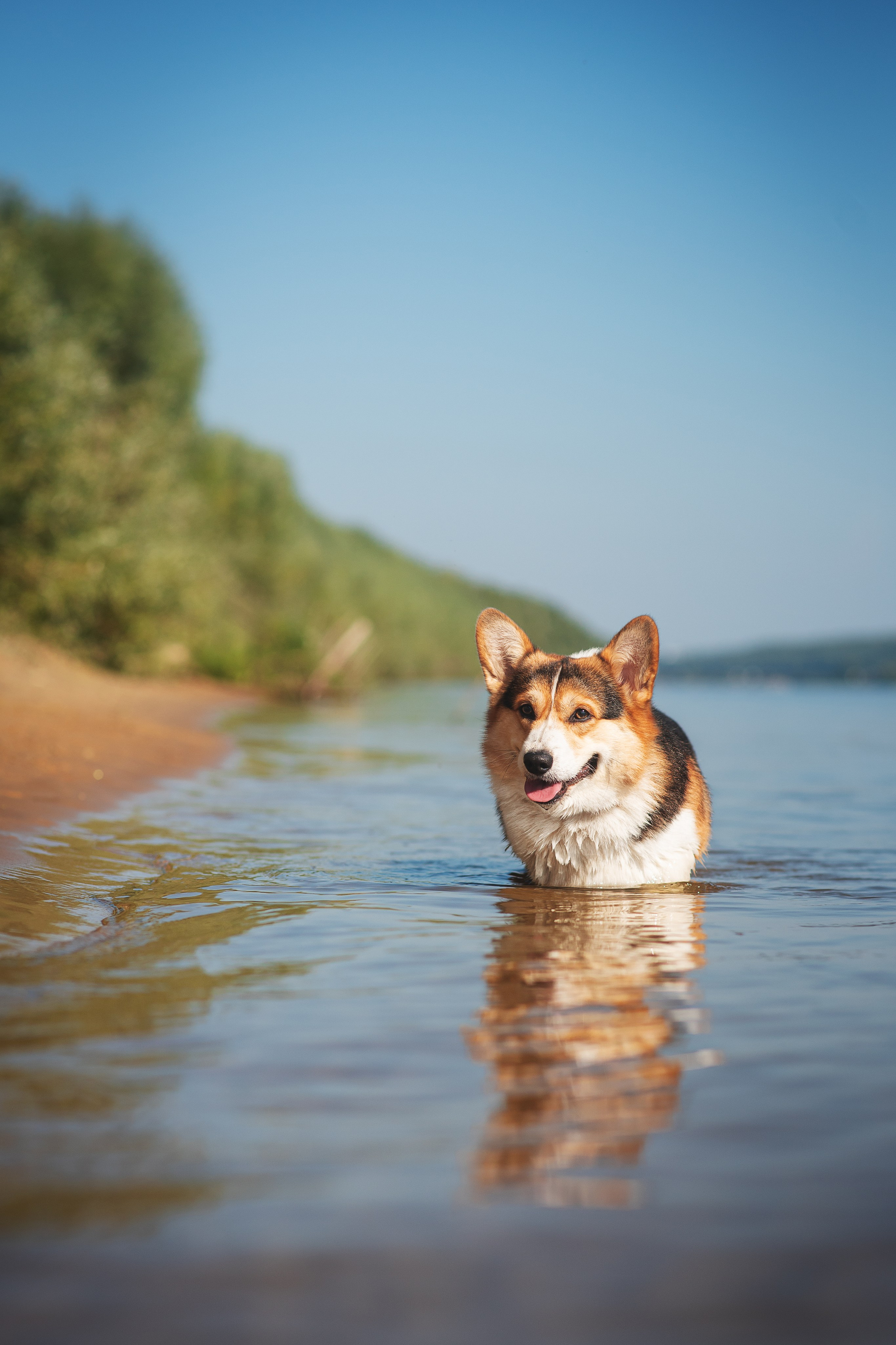 Майк и Лея — 29.08.2024. Фотограф — Анималист | Анна Абрамова