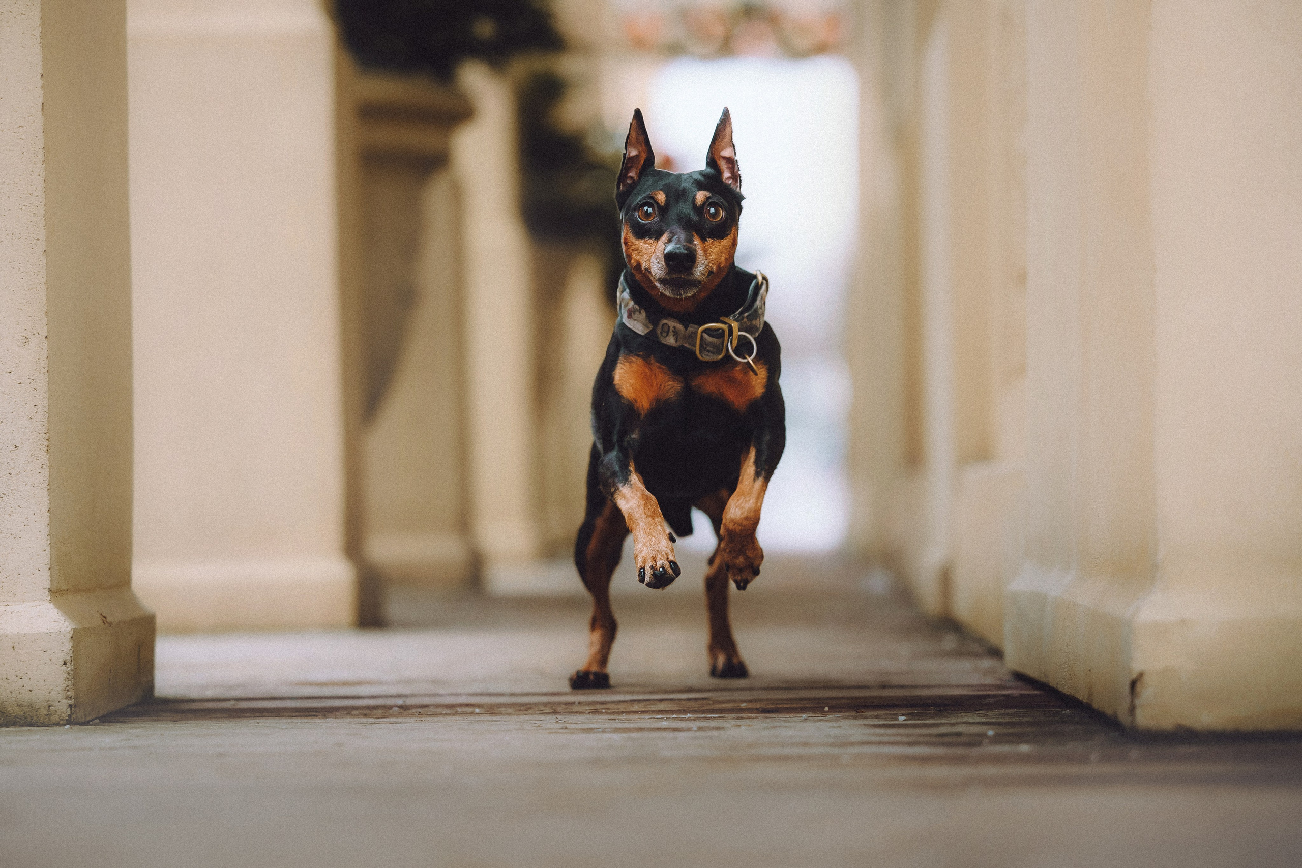 Топик и его семья