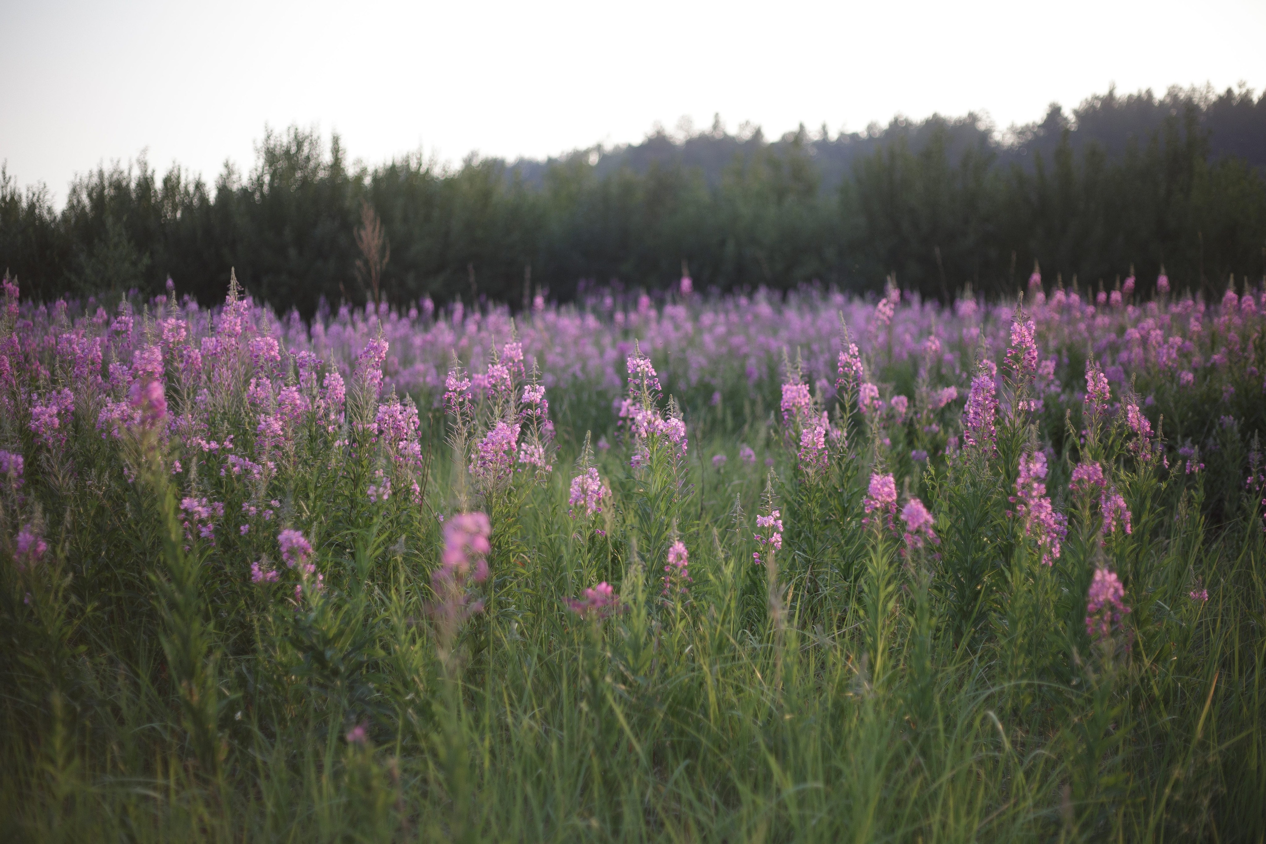 Семейная фотосъемка в поле летом 2023. Марина Рерих — портретный фотограф в Екатеринбурге