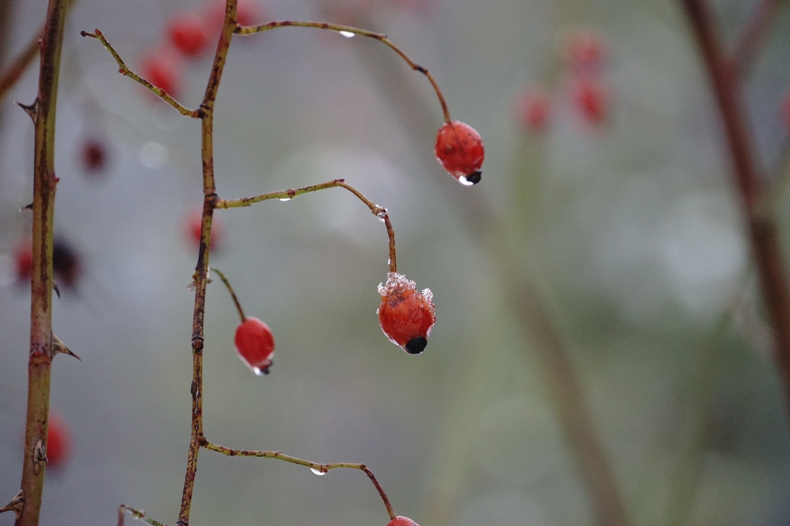Шашлыки с ночевкой. Софрино | 23-24.01.2021. Галерея Фантим