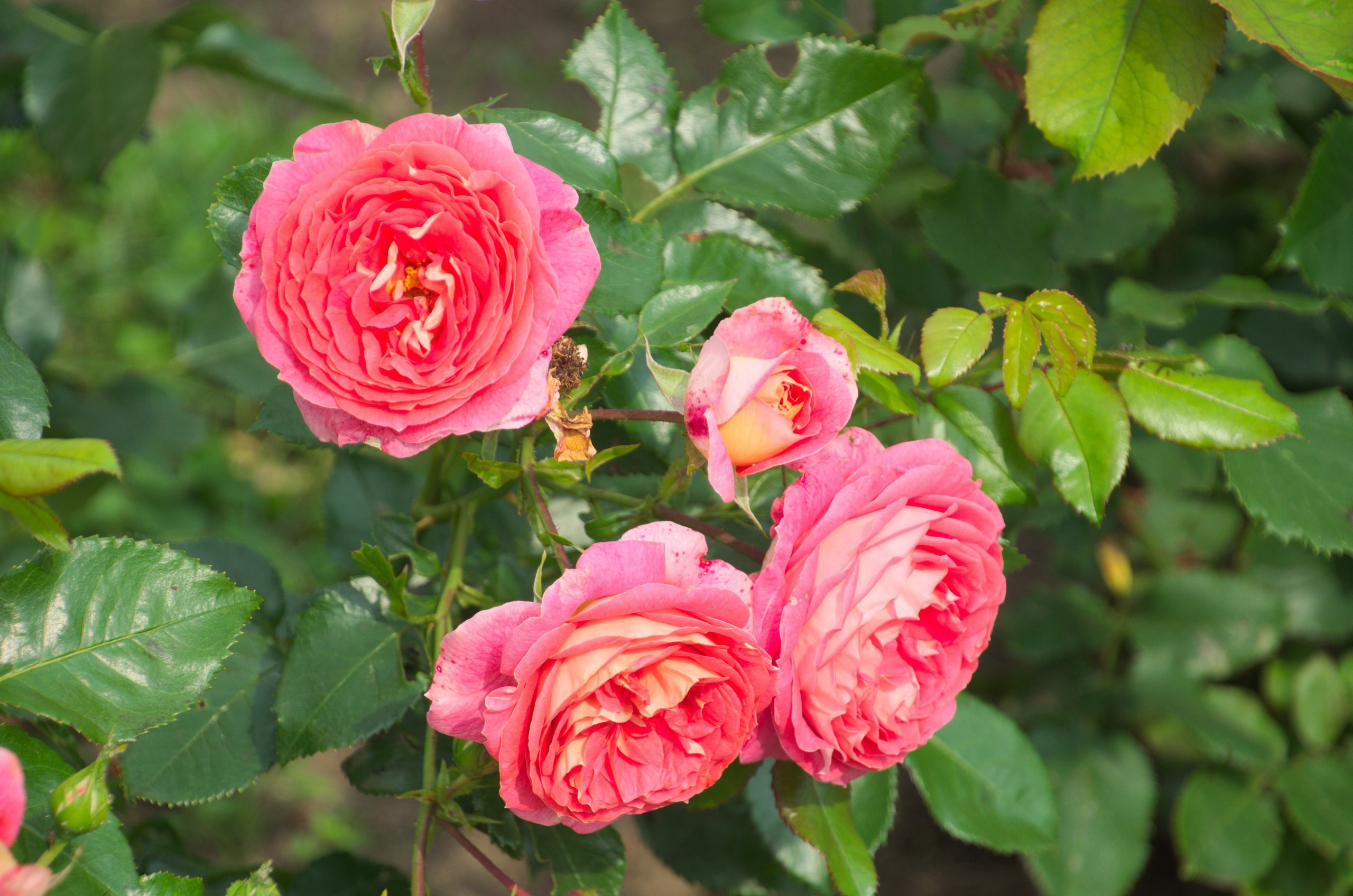 Константиново | 16.07.2017. Галерея Фантим