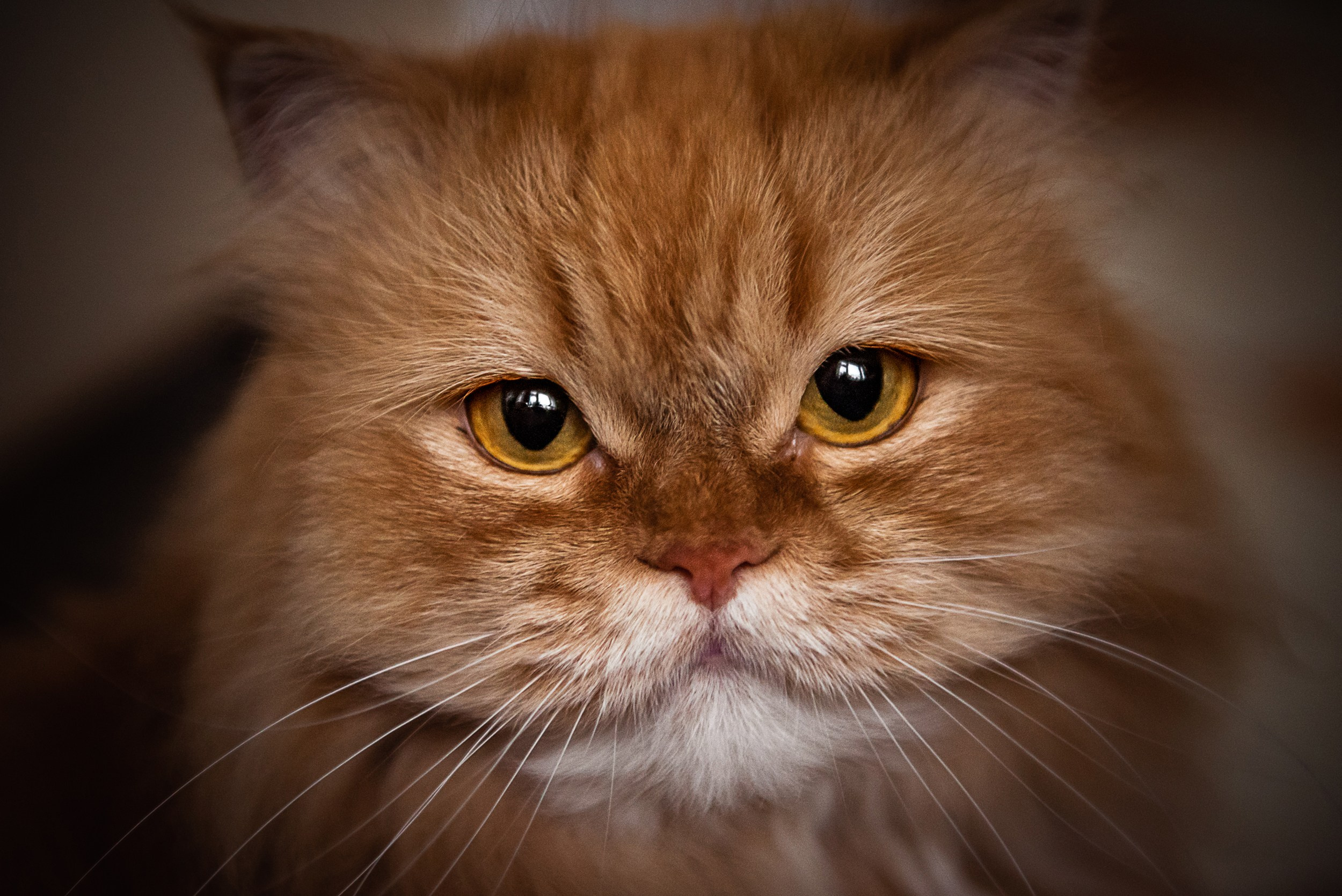 Квартира с картинами. Алиса, Андрей и их пушистая семья. Семейный Фотограф в Москве Ирина Хохлова