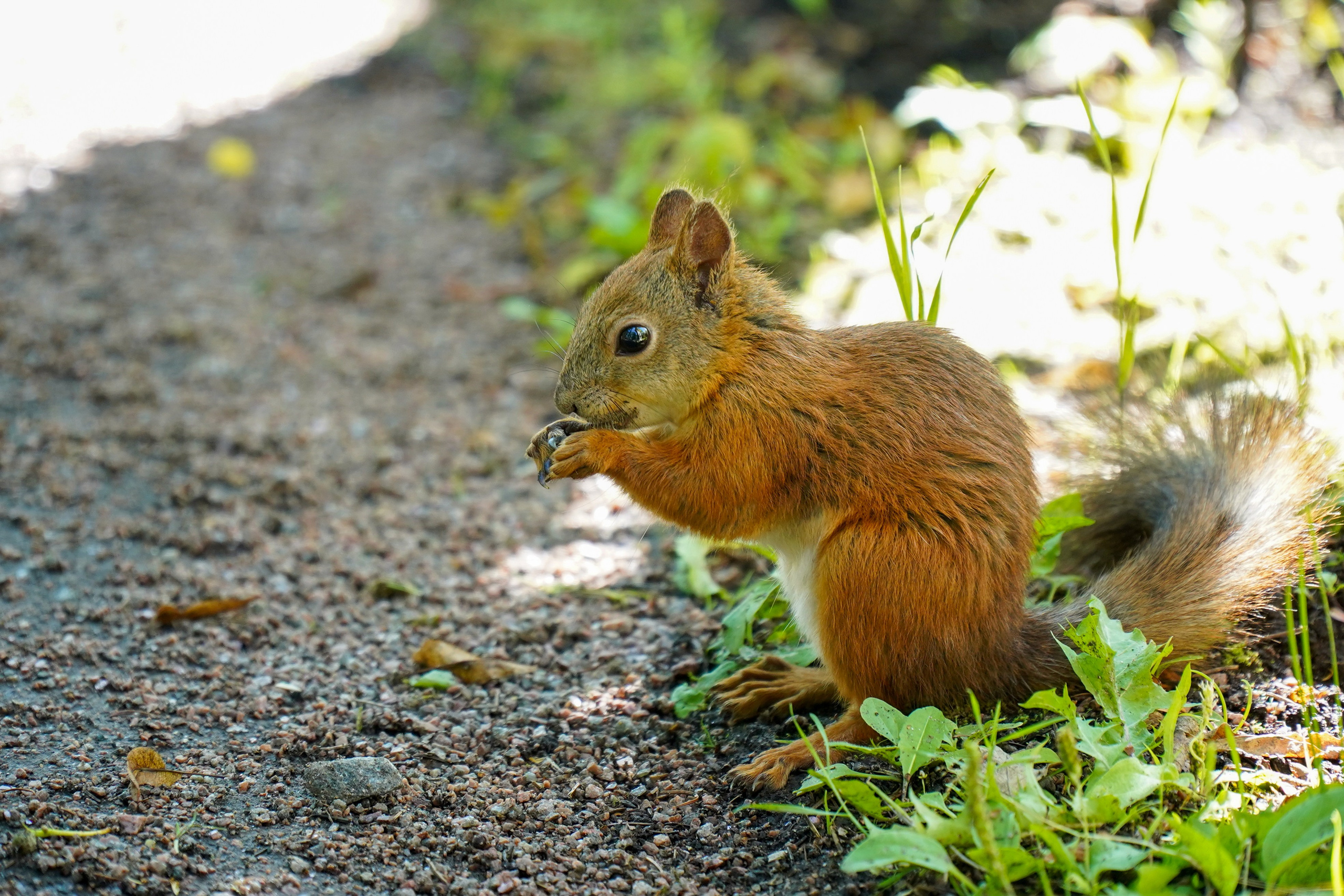 ОРАНИЕНБАУМ. Июль 2024. Фотограф Наталья Погодина в г. Обнинске