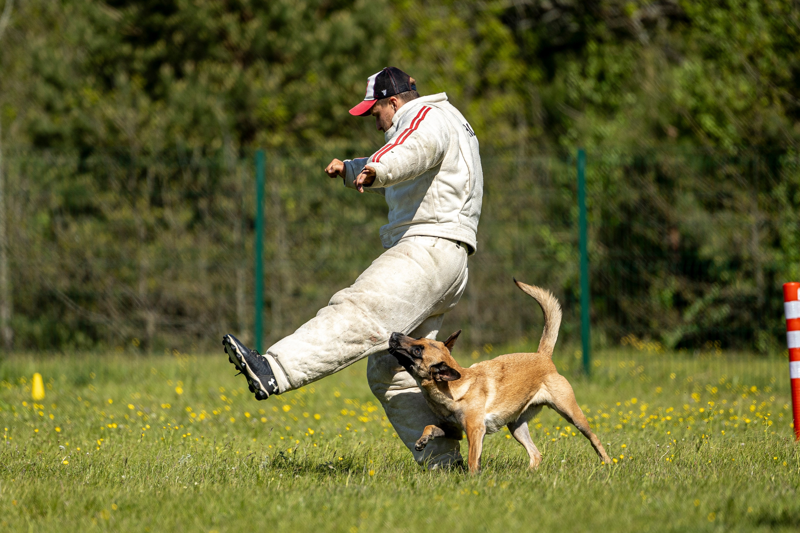Испытания по мондьорингу в Нижнем Новгороде. Фотограф-анималист Анна Маринич