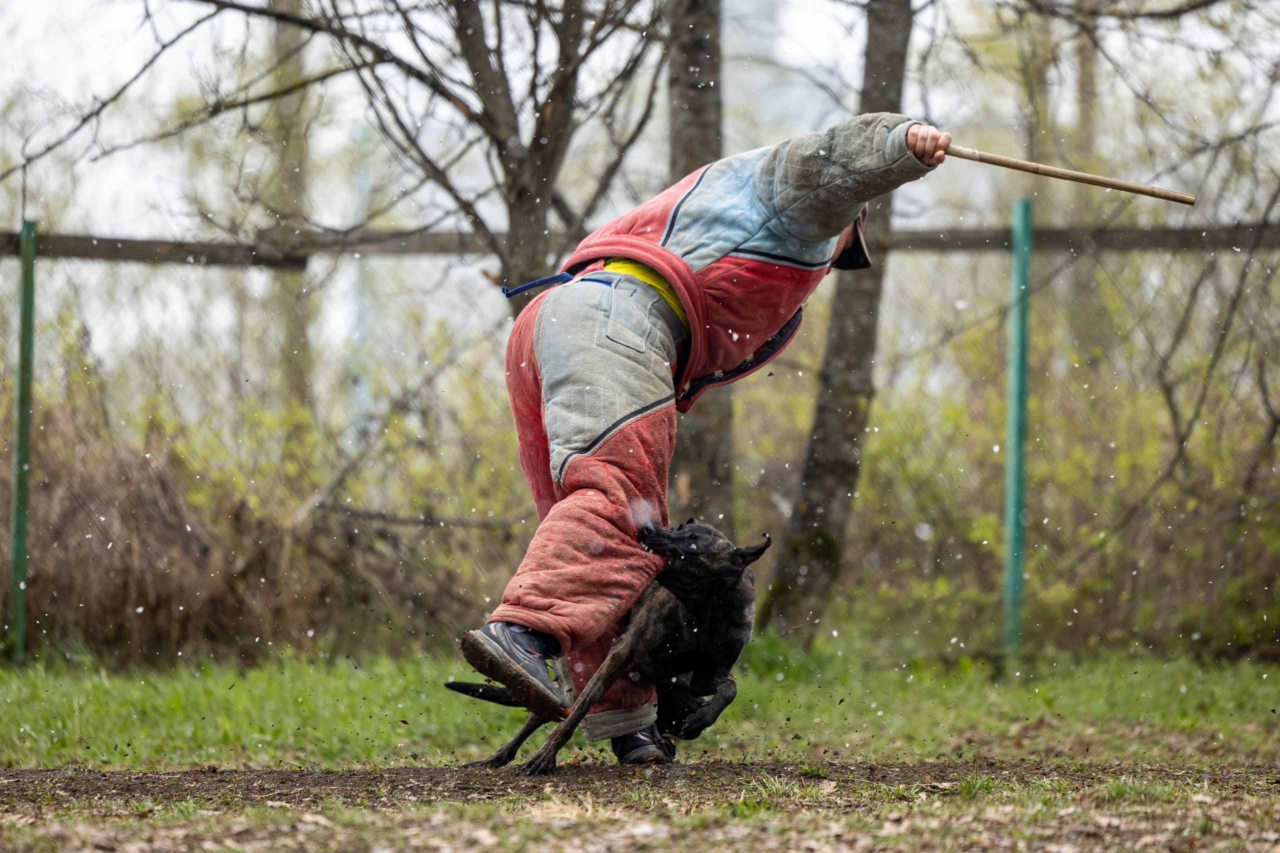 Квалификационные состязания по мондьорингу г. Вологда 11.05.24. Фотограф-анималист Анна Маринич