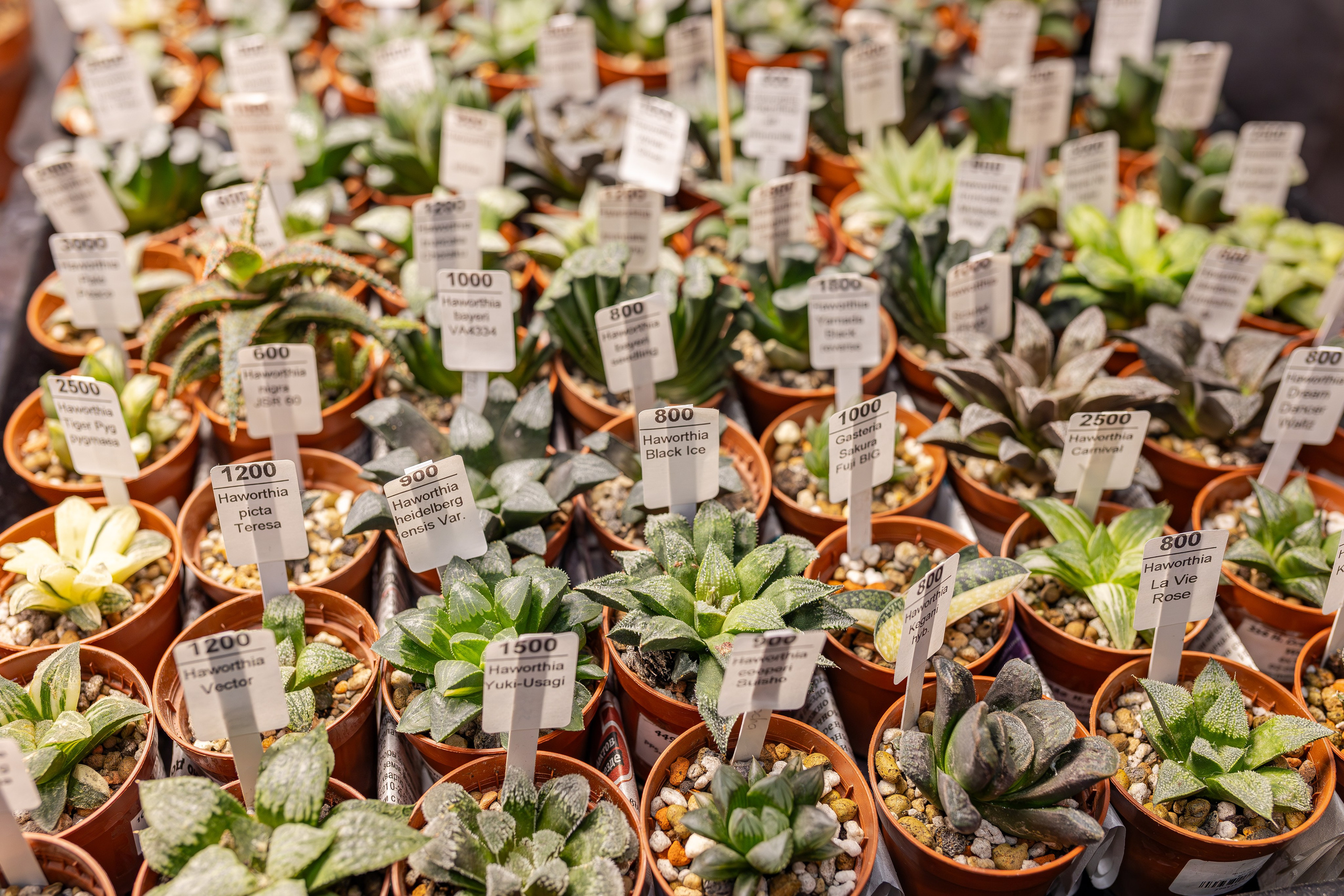 Монстериум апрель 2026. Александра Куликова фотограф, Москва