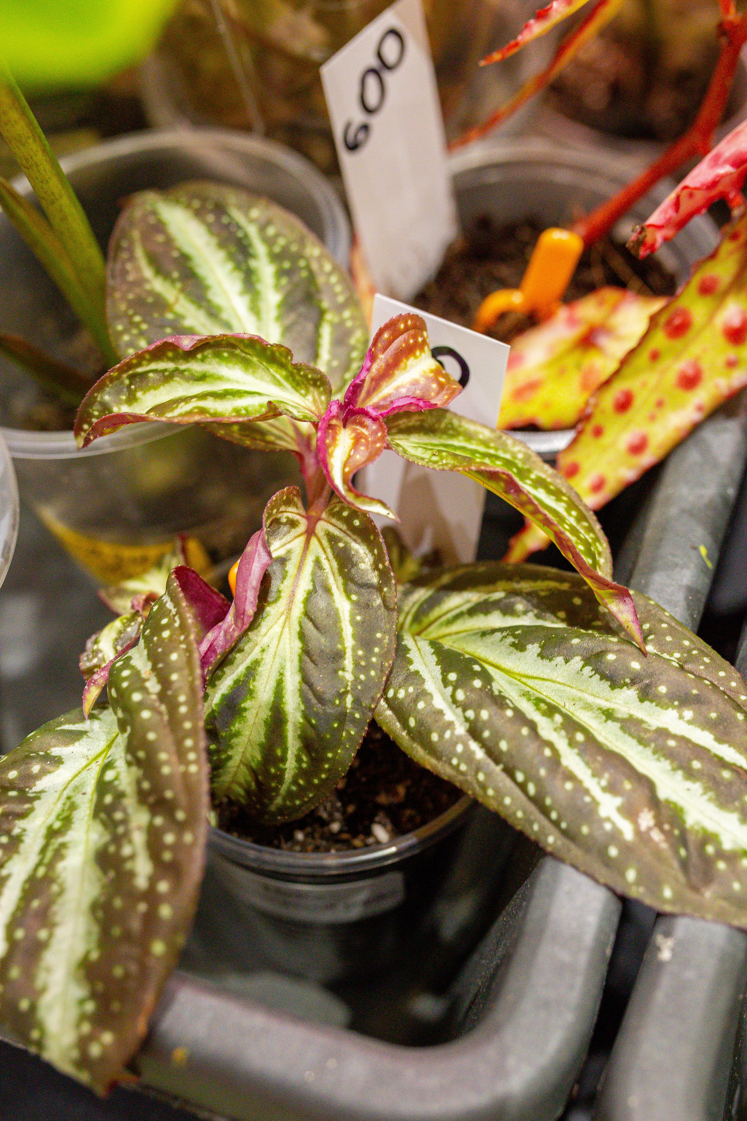 Монстериум 11–12 октября. Александра Куликова фотограф, Москва