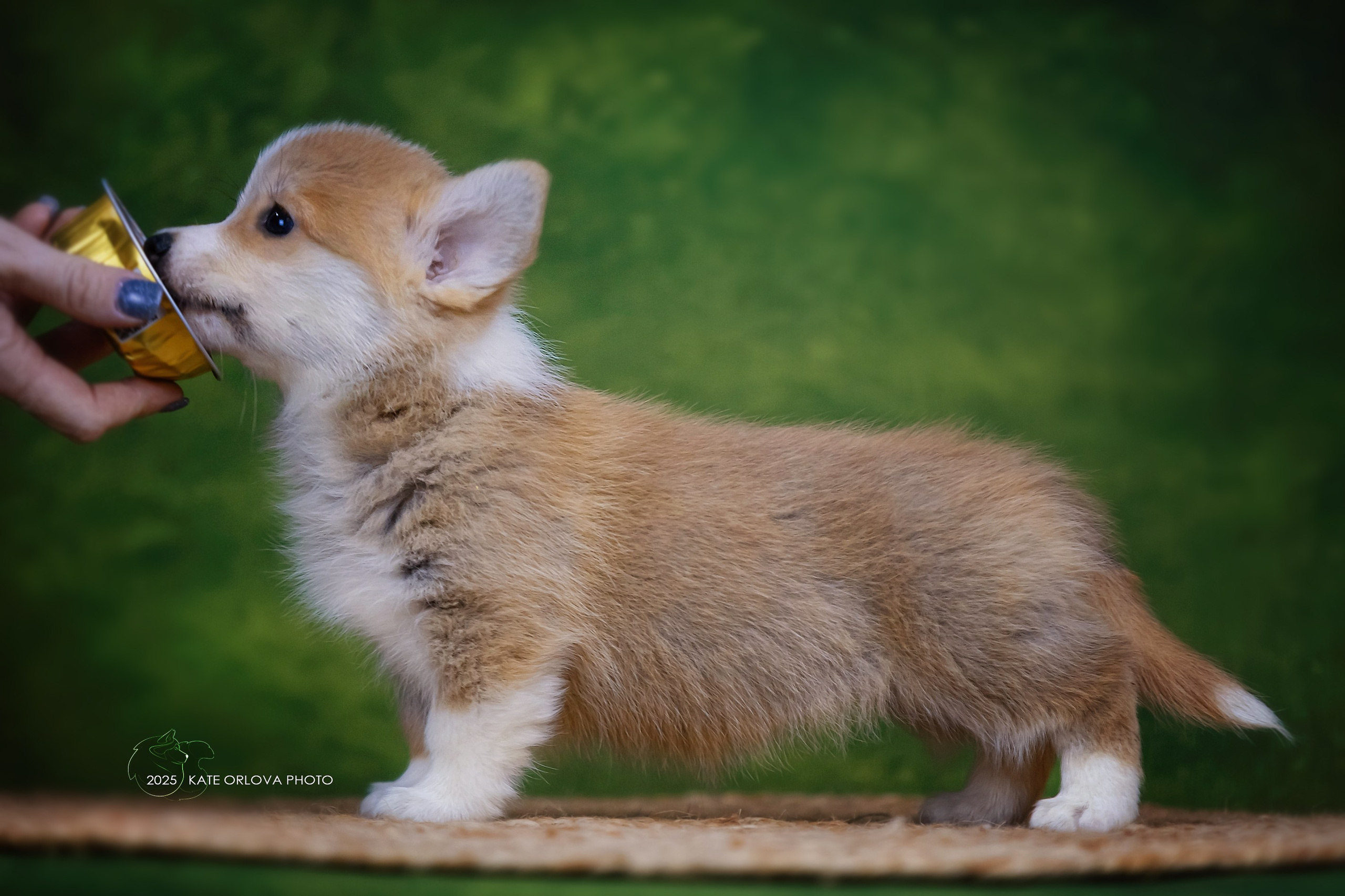 А — Кола и Цесей. Kawaii Kuma питомник собак пород Корги пемброк, Акита ину, Сиба