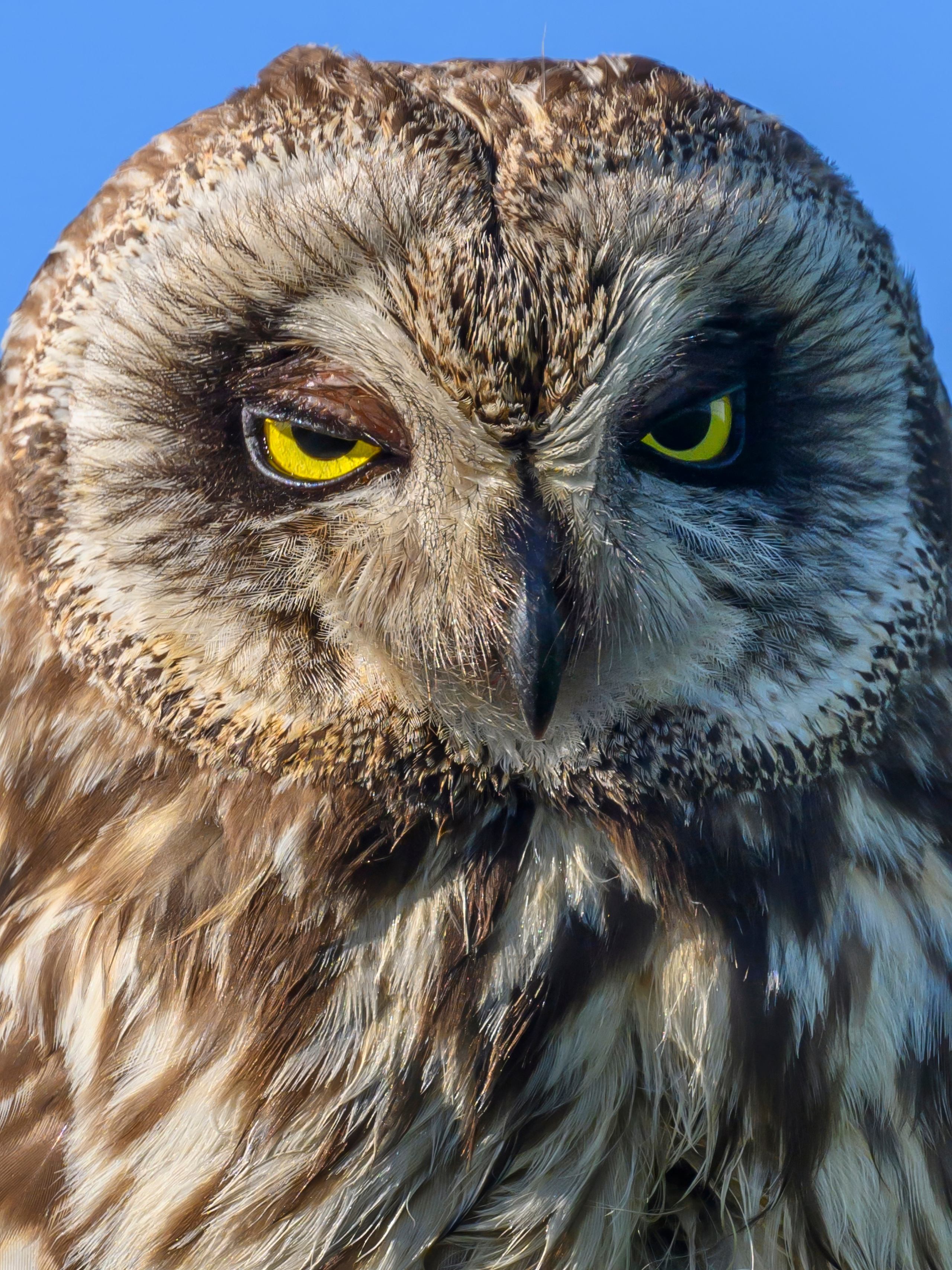 Short eared owl. Wildlife photography by Sergey Puponin