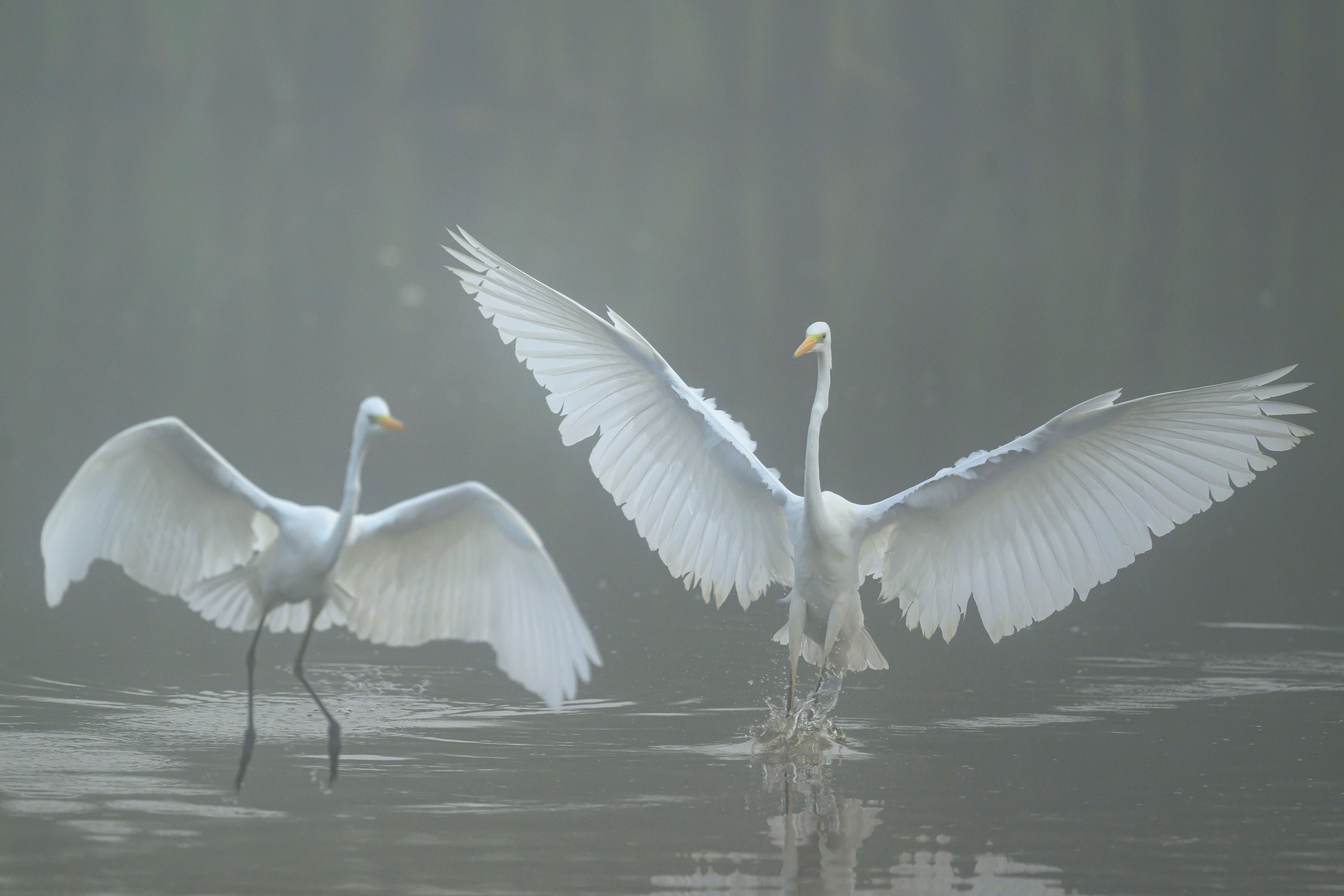 Цапли. Wildlife photography by Sergey Puponin