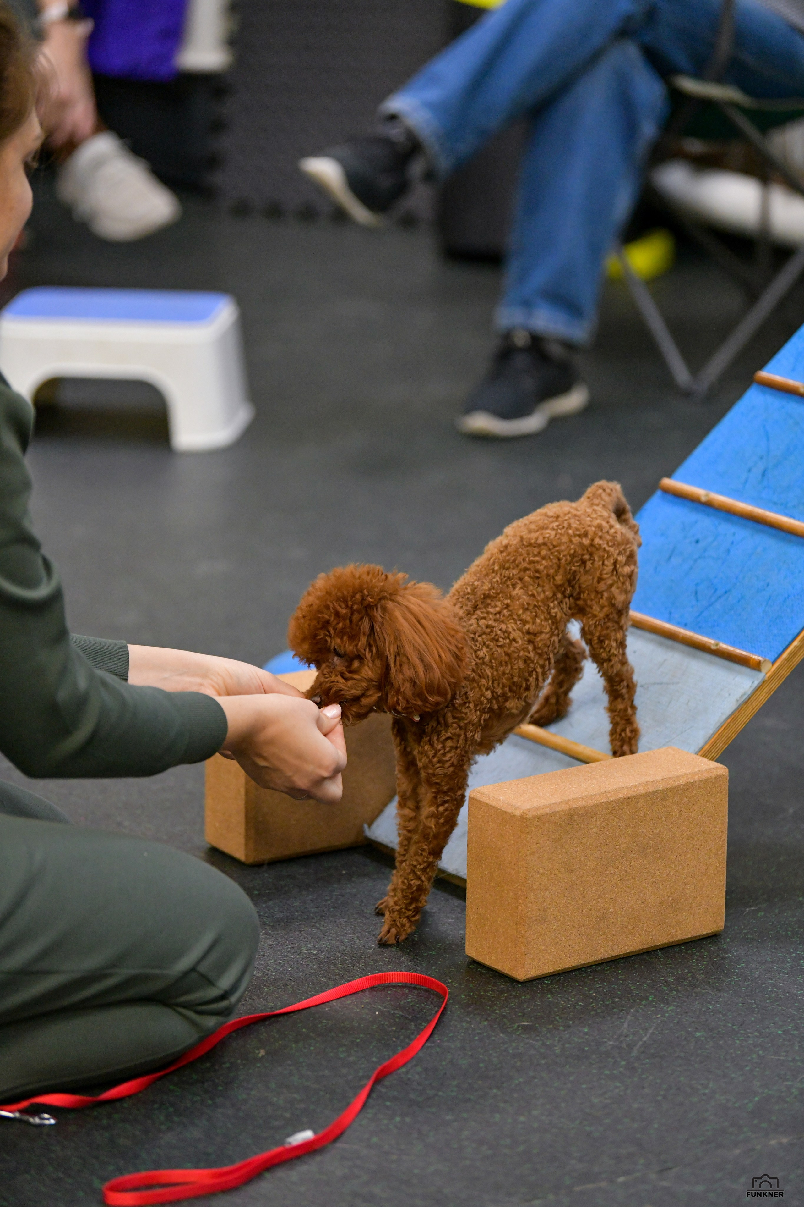 Кинологический клуб «Бодрый хвост». Свой взгляд через объектив