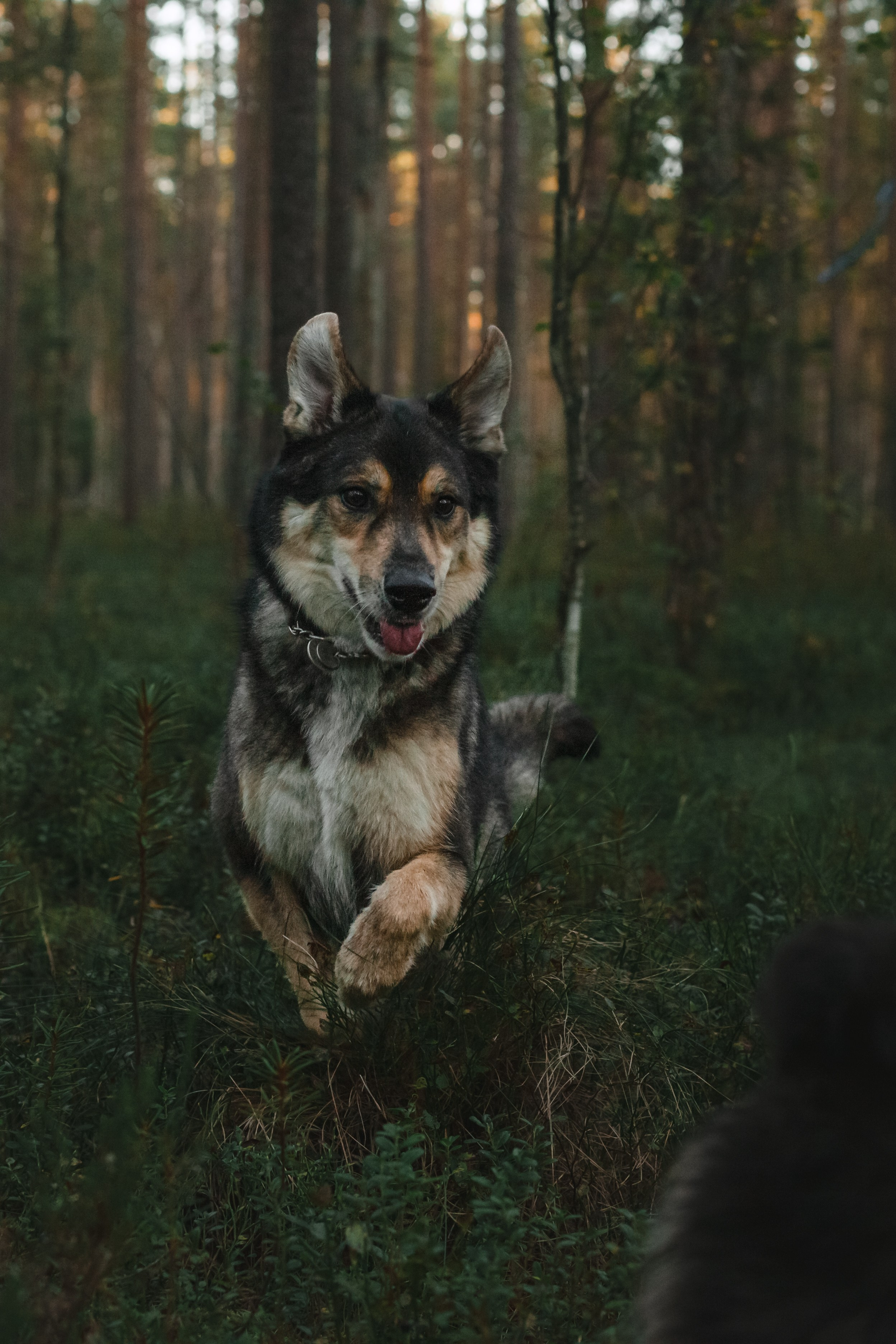 Фотопрогулка в Ленобласти. Фотограф-анималист Татьяна Степанова