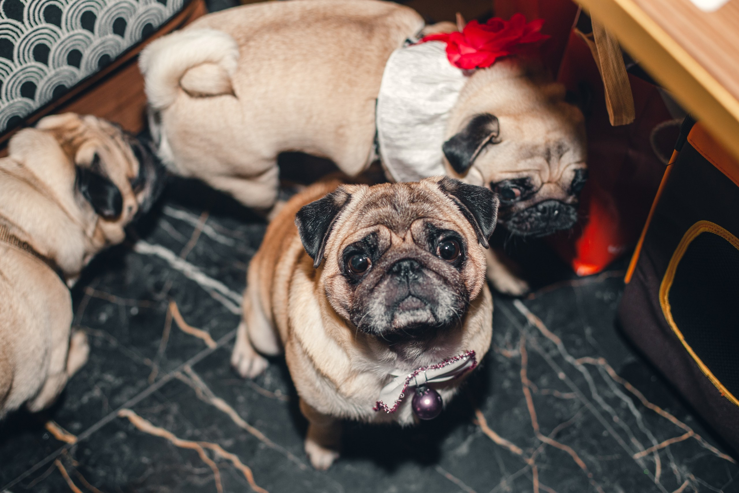 Мопсовстреча 02.12.2023. Фотограф-анималист Татьяна Степанова