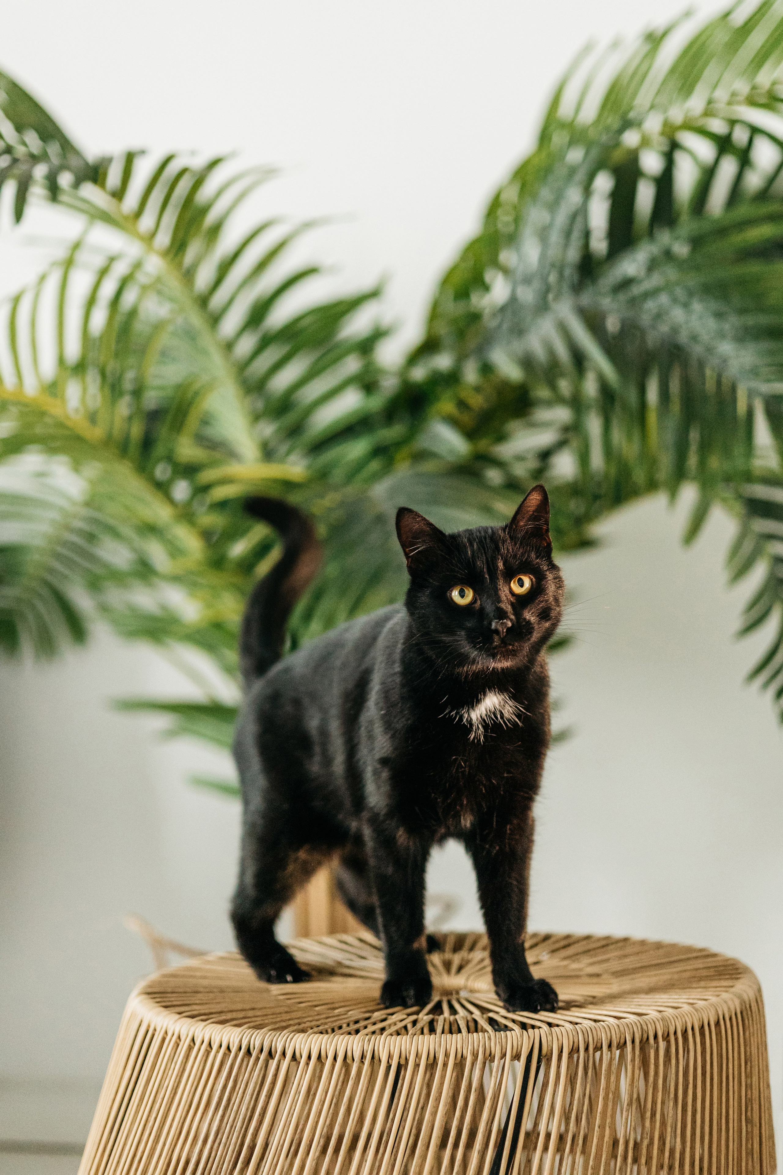 Кузя. Фотограф-анималист Елена Радченко, Москва