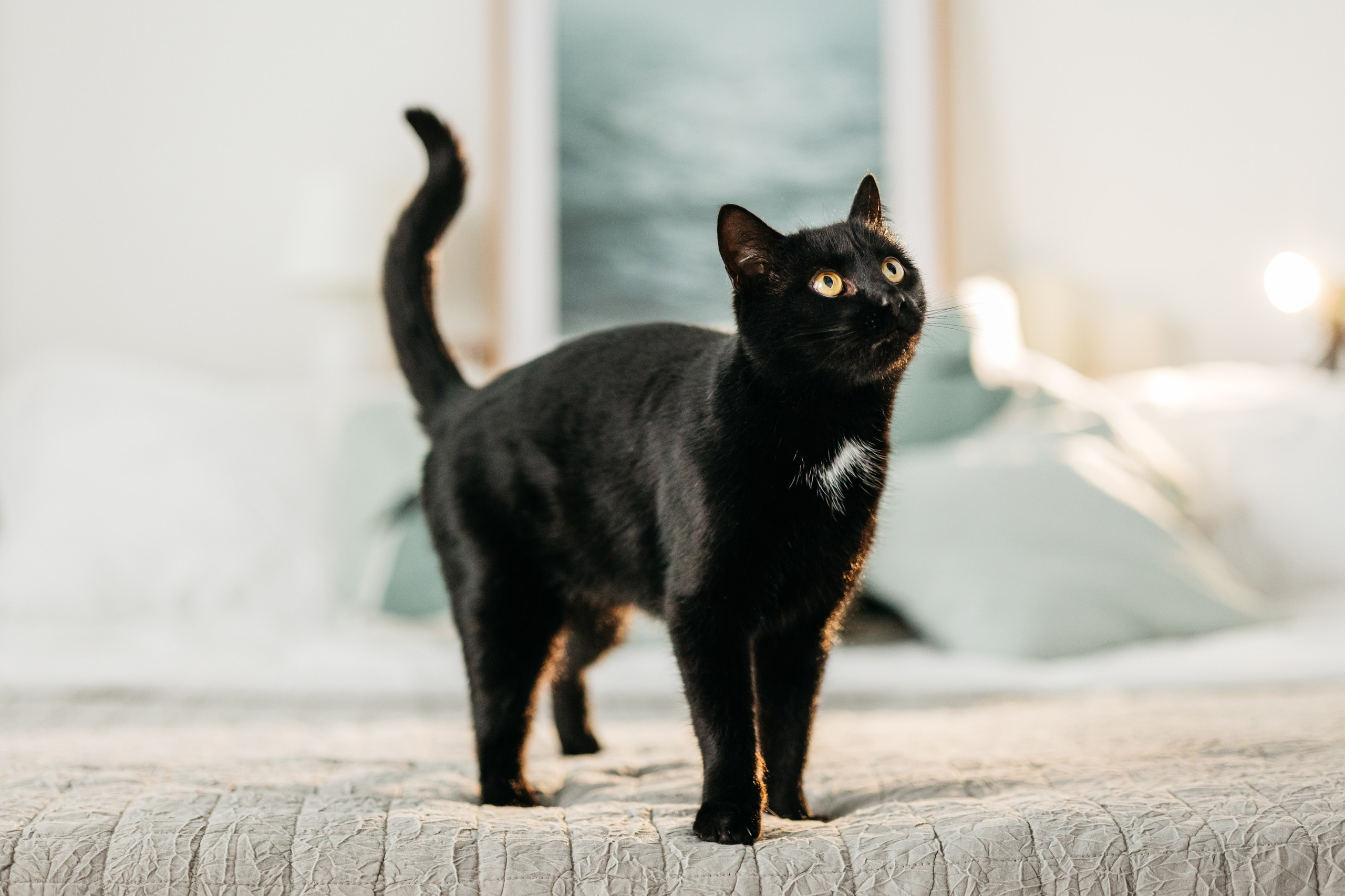 Кузя. Фотограф-анималист Елена Радченко, Москва