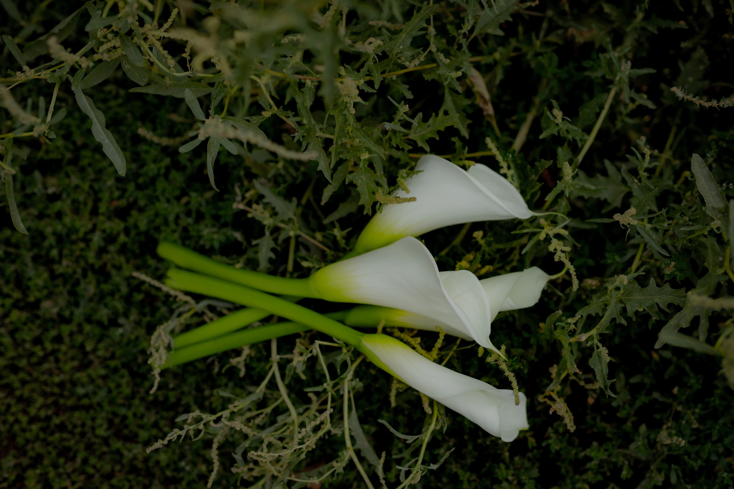 Дмитрий и Карина. Свадебный и женский фотограф