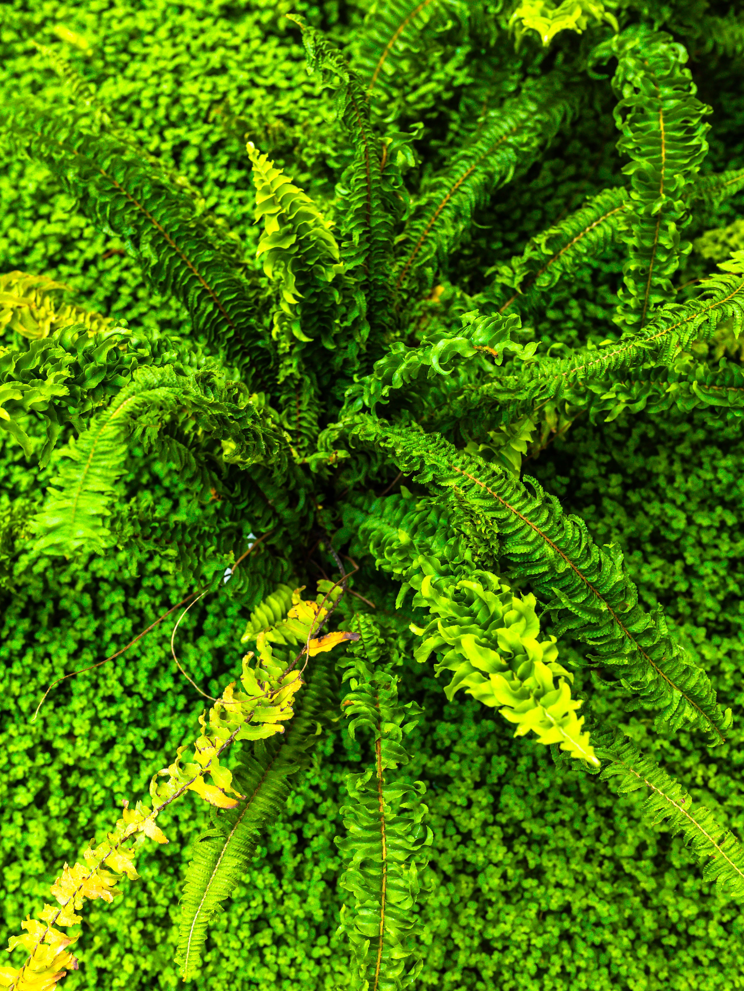 Фотографии природы Липецка. Свадебный и семейный фотограф Виолетта в Липецке