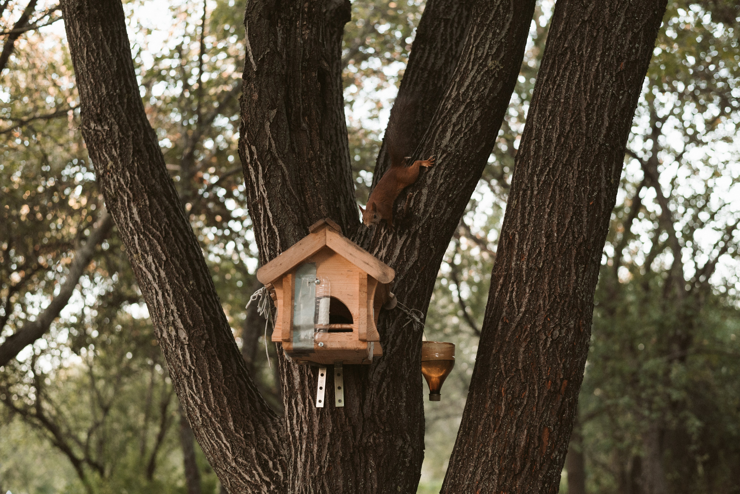 Uma Avaz Muslima Alia & Tommye. Natalia Finch Photography — Family, Kids & Pet Photographer in Chicago, IL