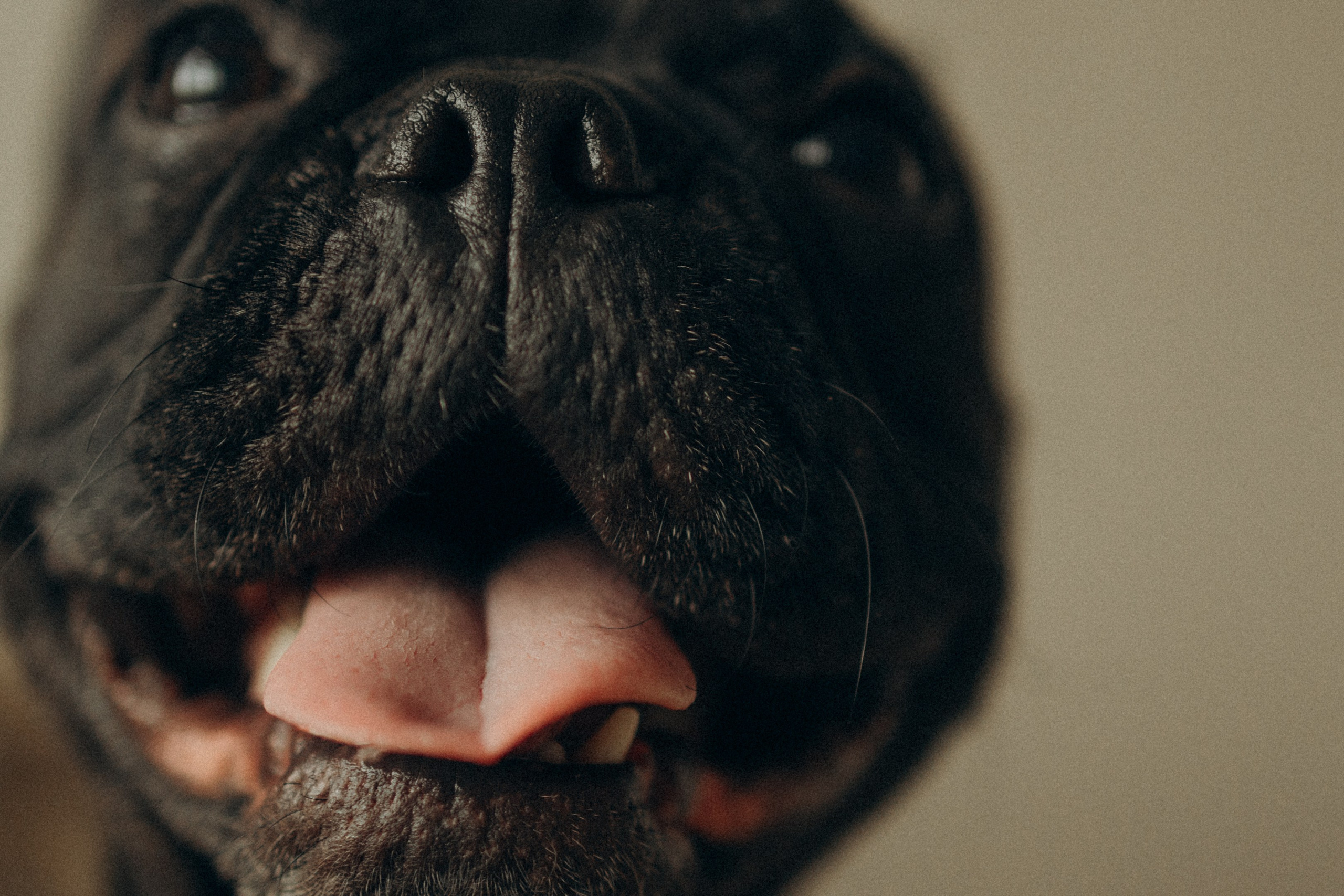 Алина и Луи. Фотораф — анималист Мария Шистка