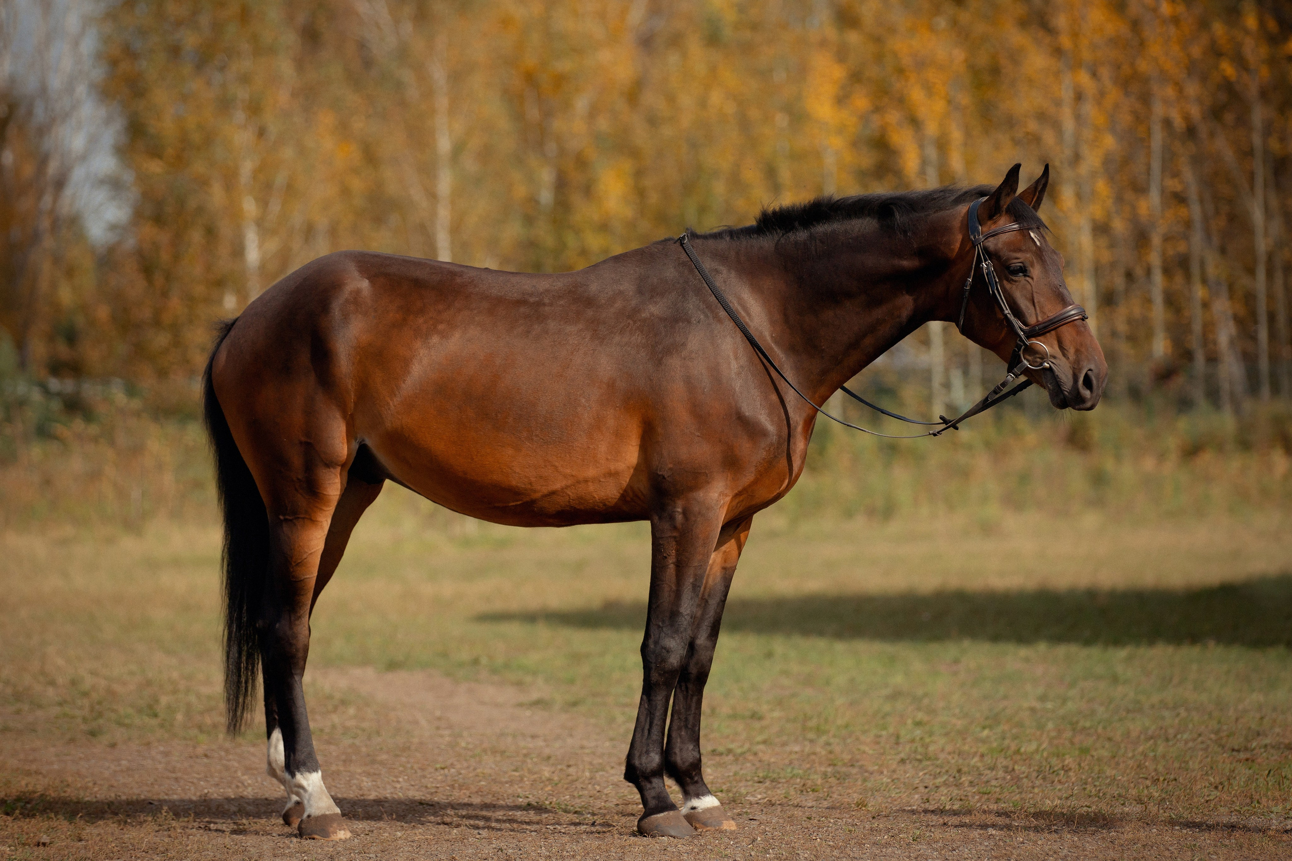 Лошади. Конный фотограф Валынкина Лера