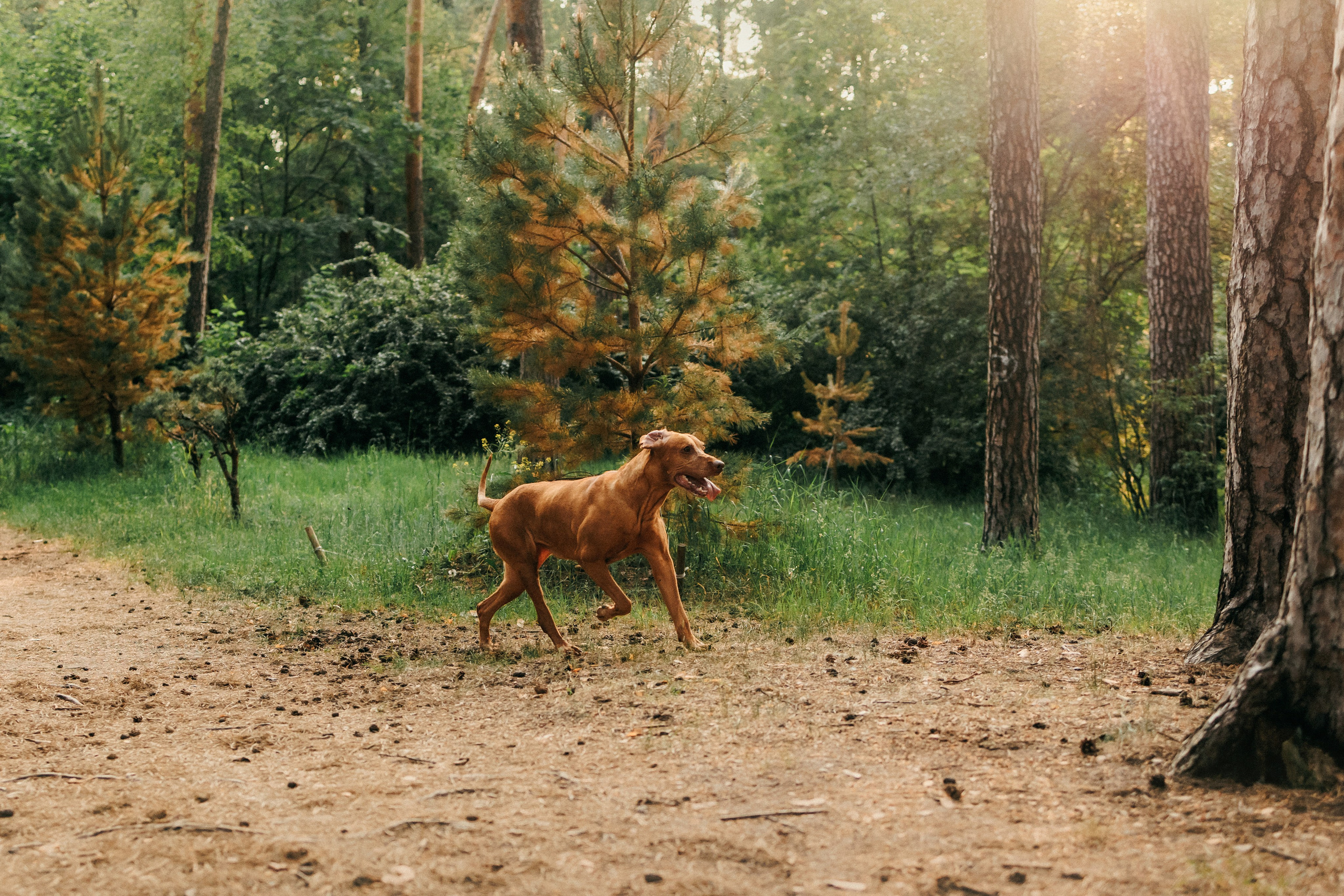 Марина, Глеб, Мая и Чили. Фотограф-анималист Елена Радченко, Москва
