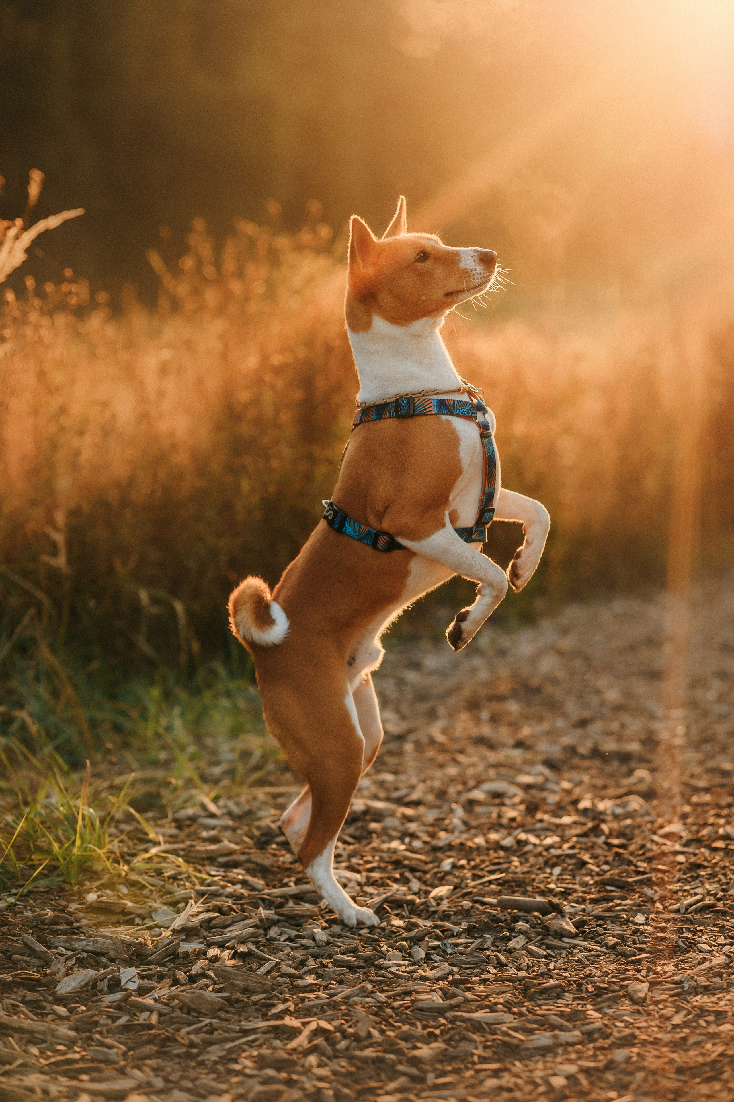 Лена и Джин. Фотограф-анималист Елена Радченко, Москва