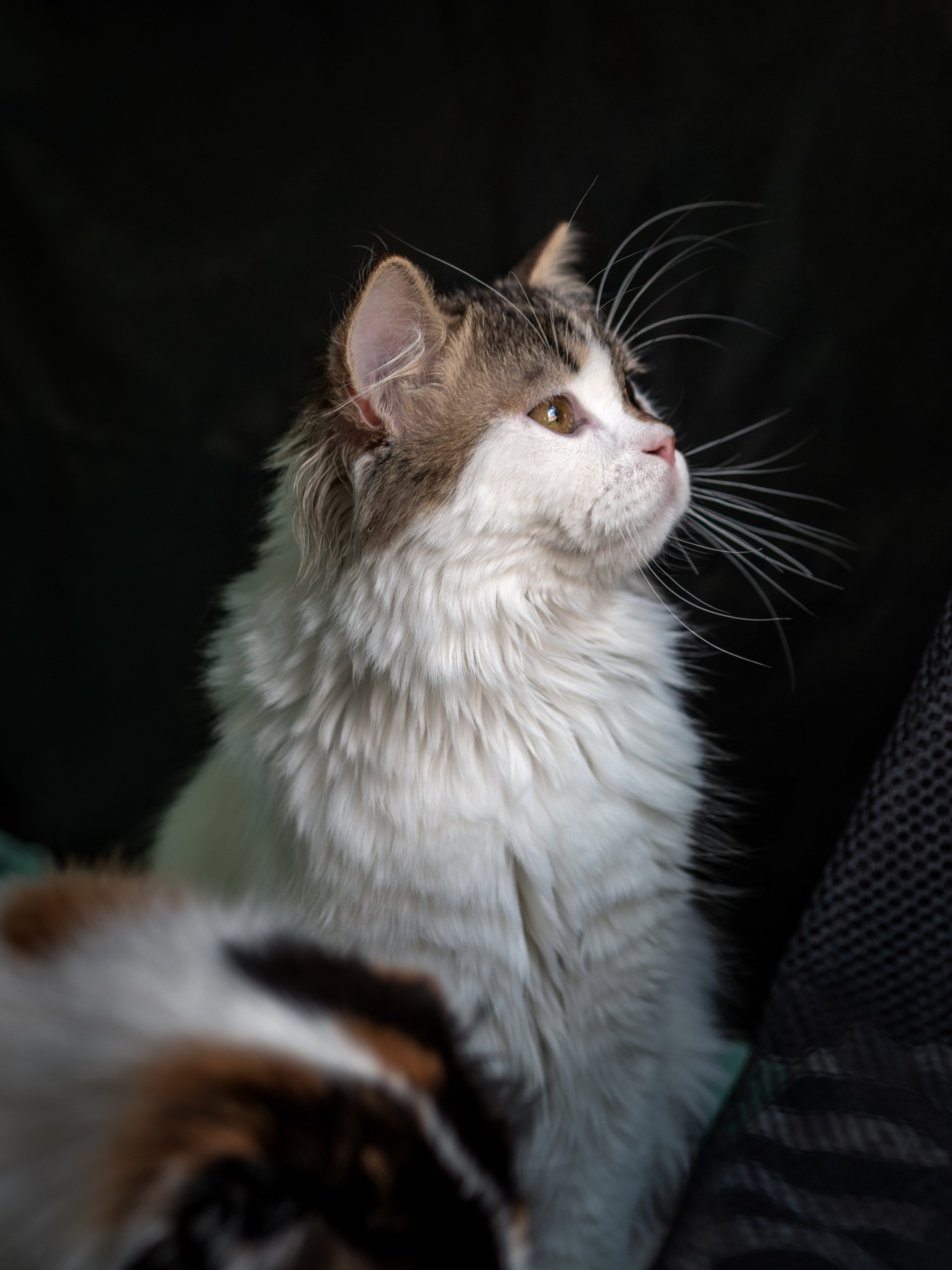 Анималистика. Сайт портфолио двух профессиональных фотографов