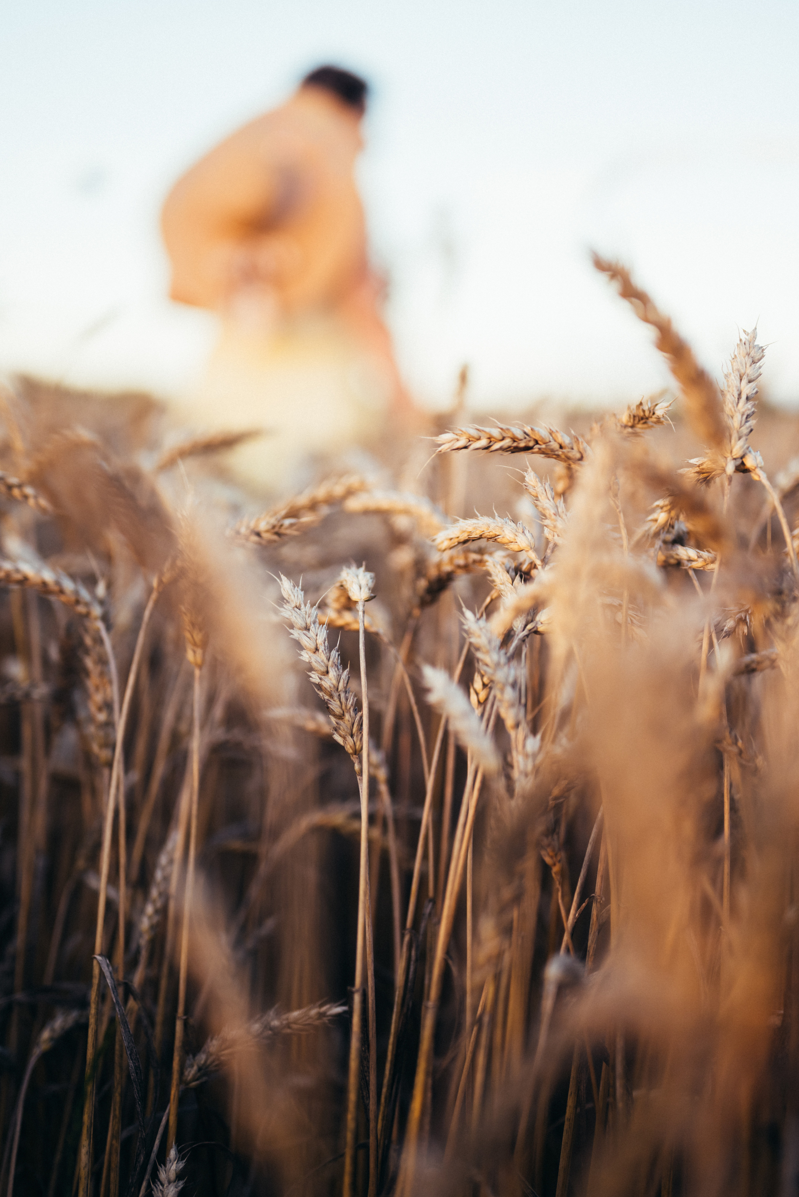 Таня — в ожидании чуда. На закате в поле. Семейный фотограф в Минске Дарья Дреко