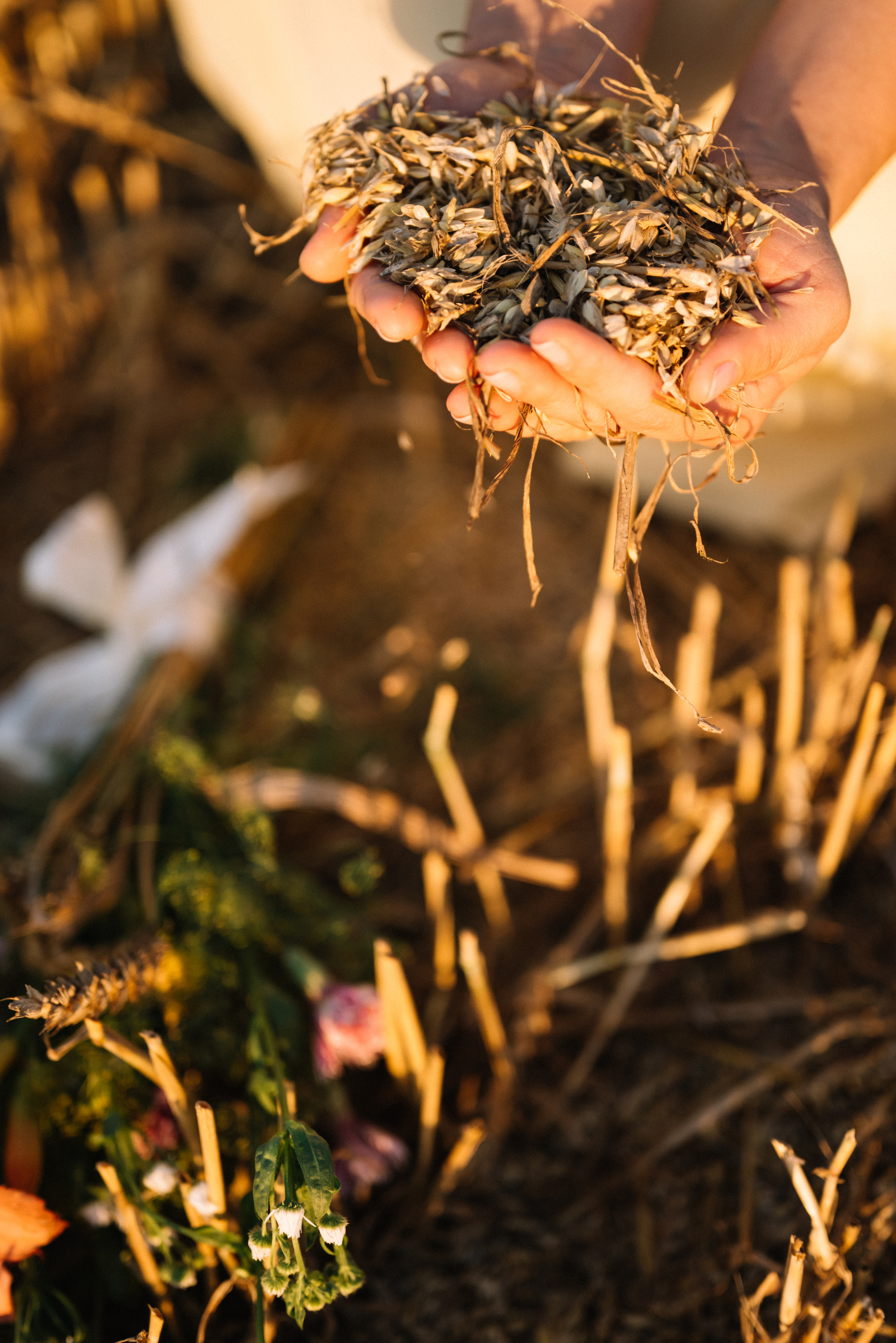 Таня — в ожидании чуда. На закате в поле. Семейный фотограф в Минске Дарья Дреко