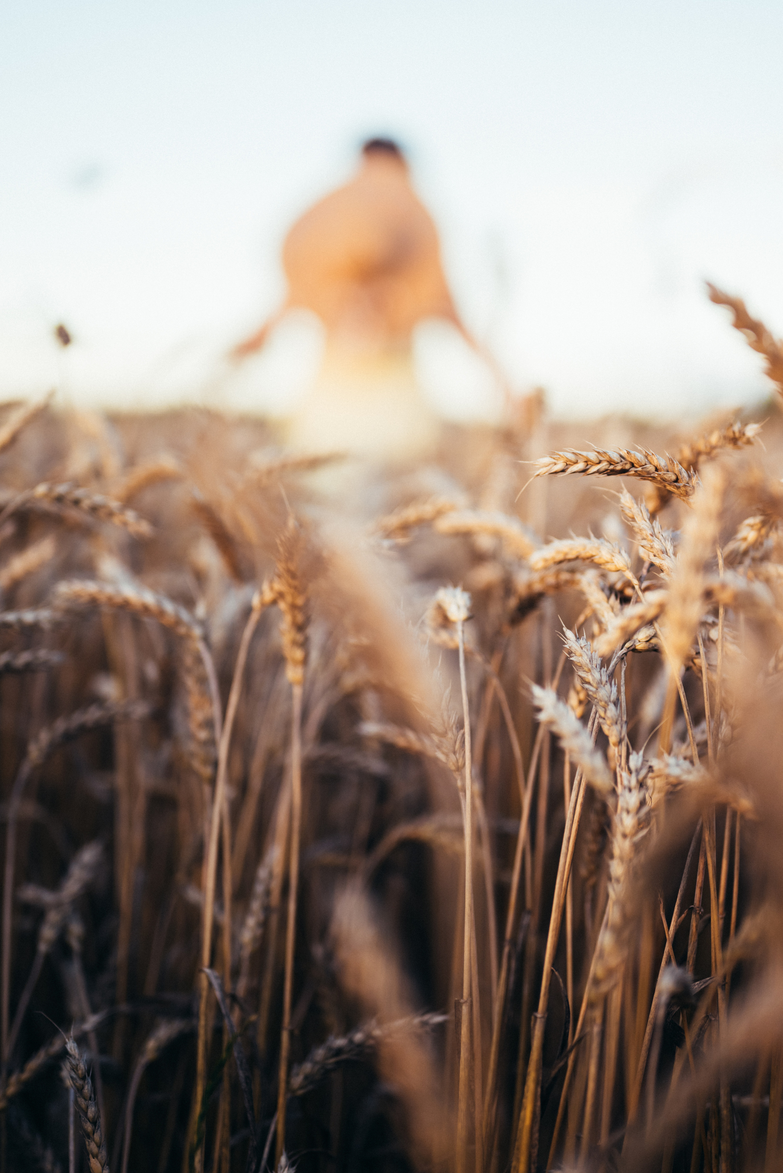 Таня — в ожидании чуда. На закате в поле. Семейный фотограф в Минске Дарья Дреко