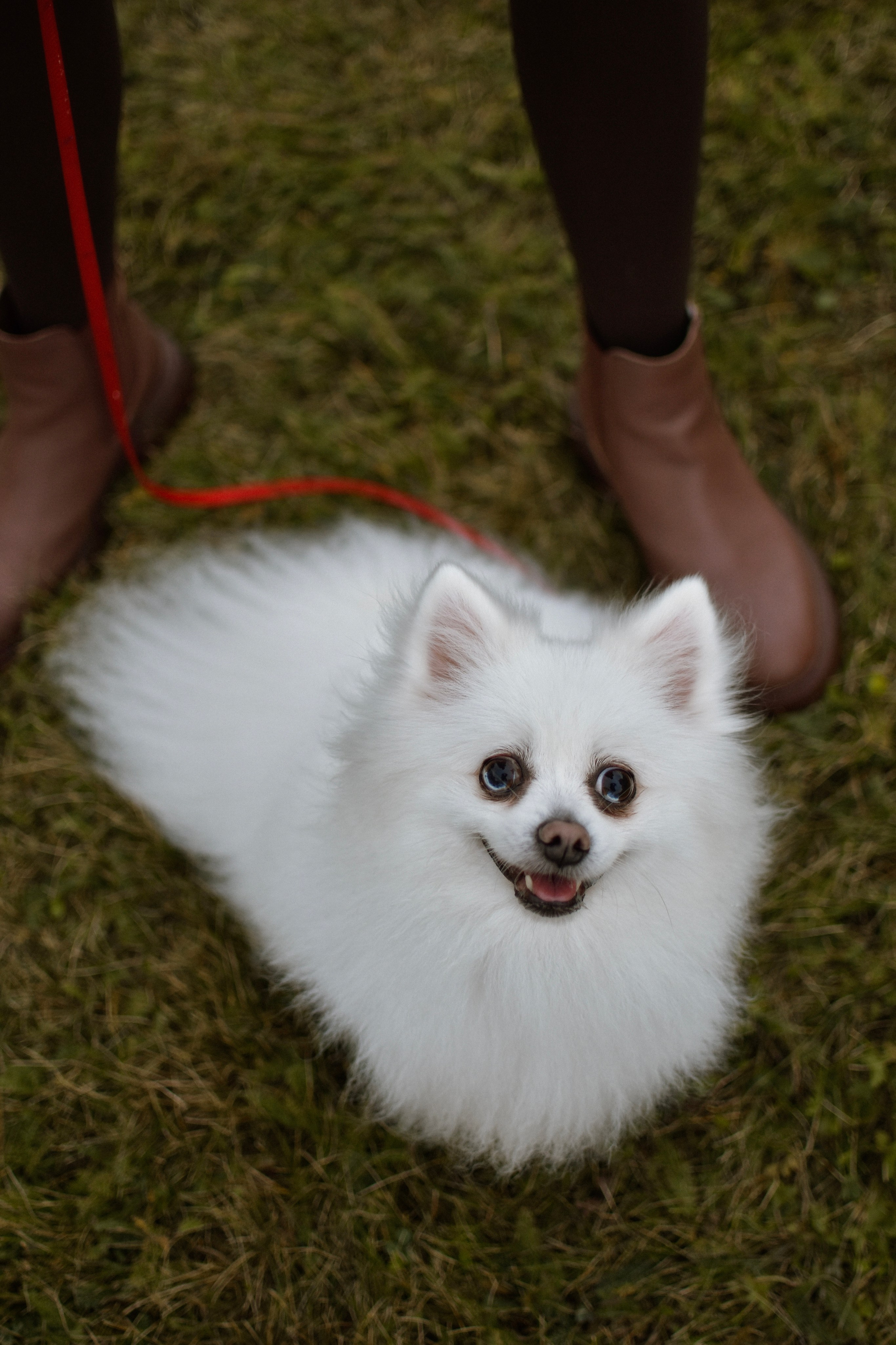 Анабель и Саша. Фотограф-анималист Ксения Шевцова|Москва