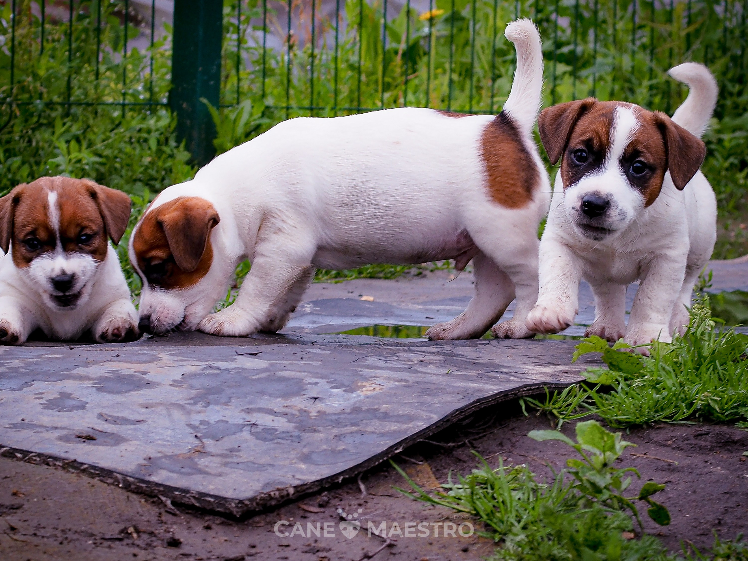 Ш_MALE_1_SHAMPAN. CANE MAESTRO — kennel Jack Russell Terrier