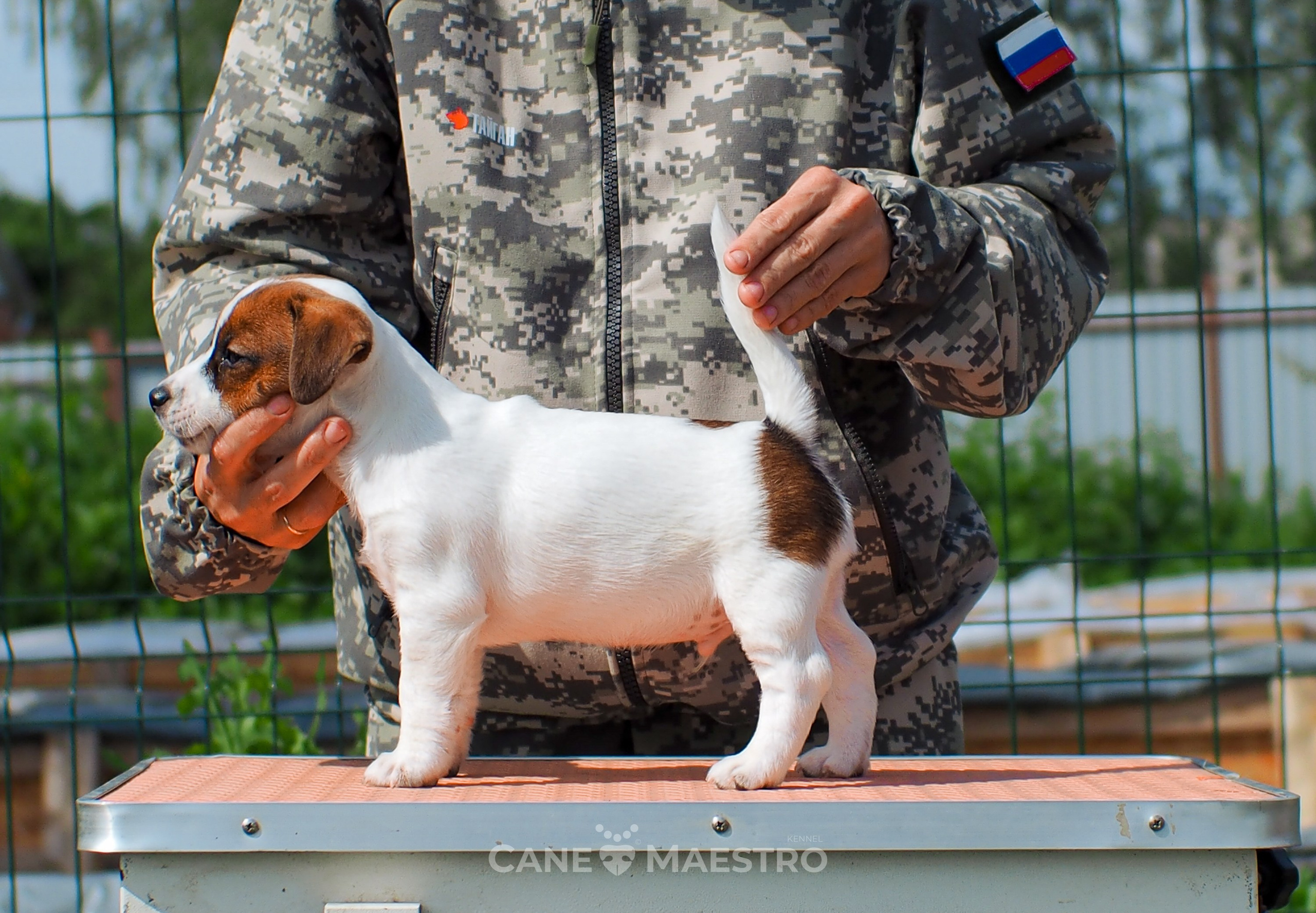 Ш_2_MALE_SHERY_BRANDY. CANE MAESTRO — kennel Jack Russell Terrier