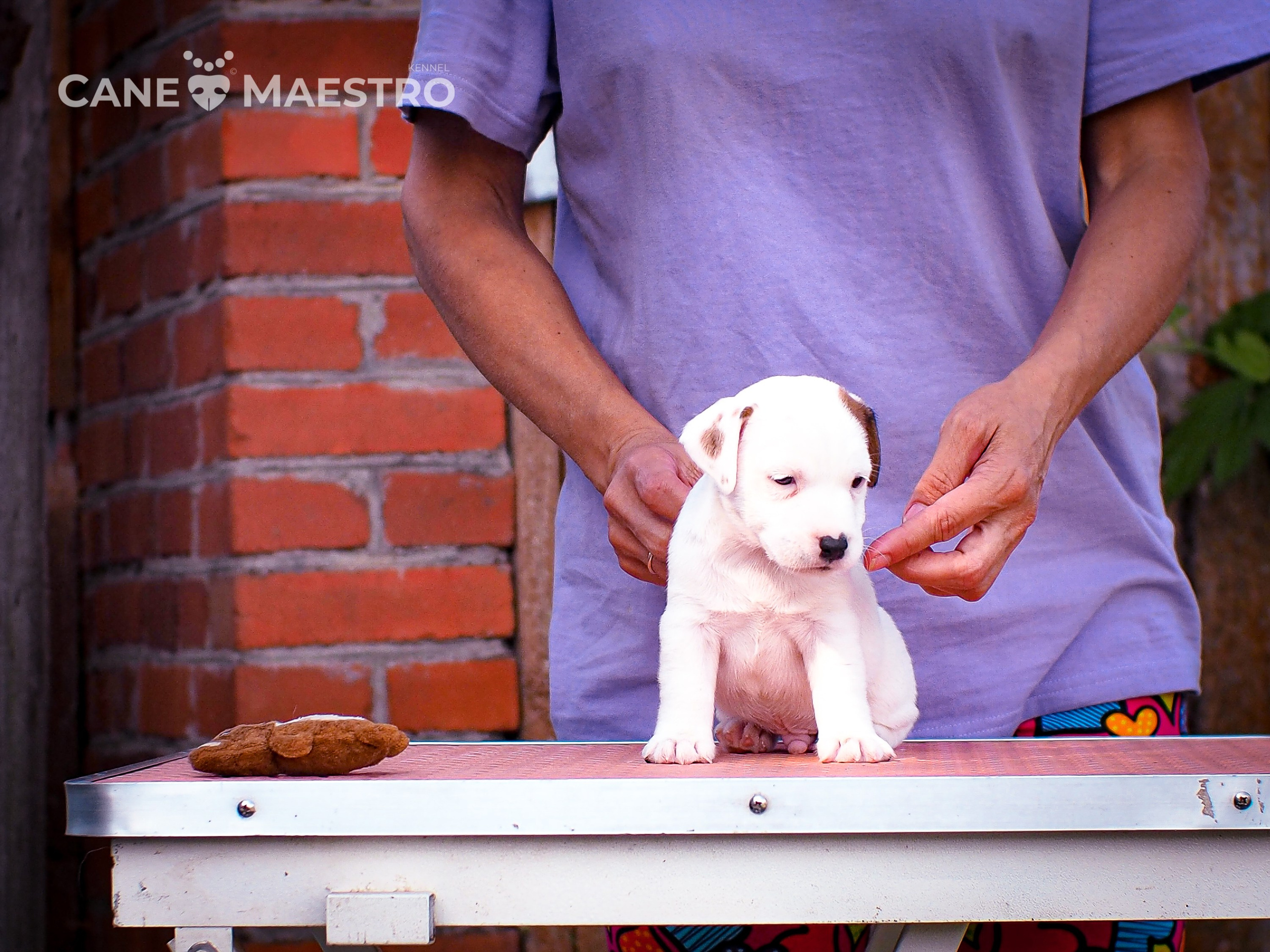 ЭСКИМО_MALE. CANE MAESTRO — kennel Jack Russell Terrier