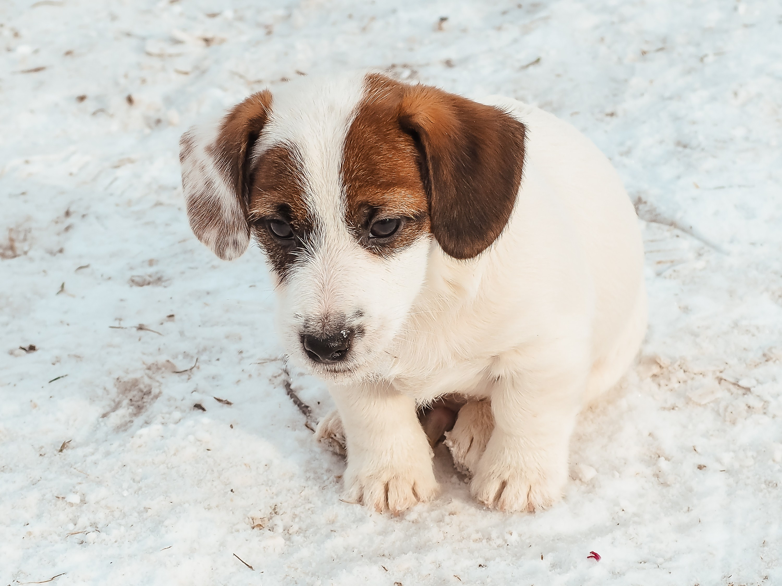 1КОБЛ_МОНОКЛЬ_Ц_ЛИТТЕР. CANE MAESTRO — kennel Jack Russell Terrier