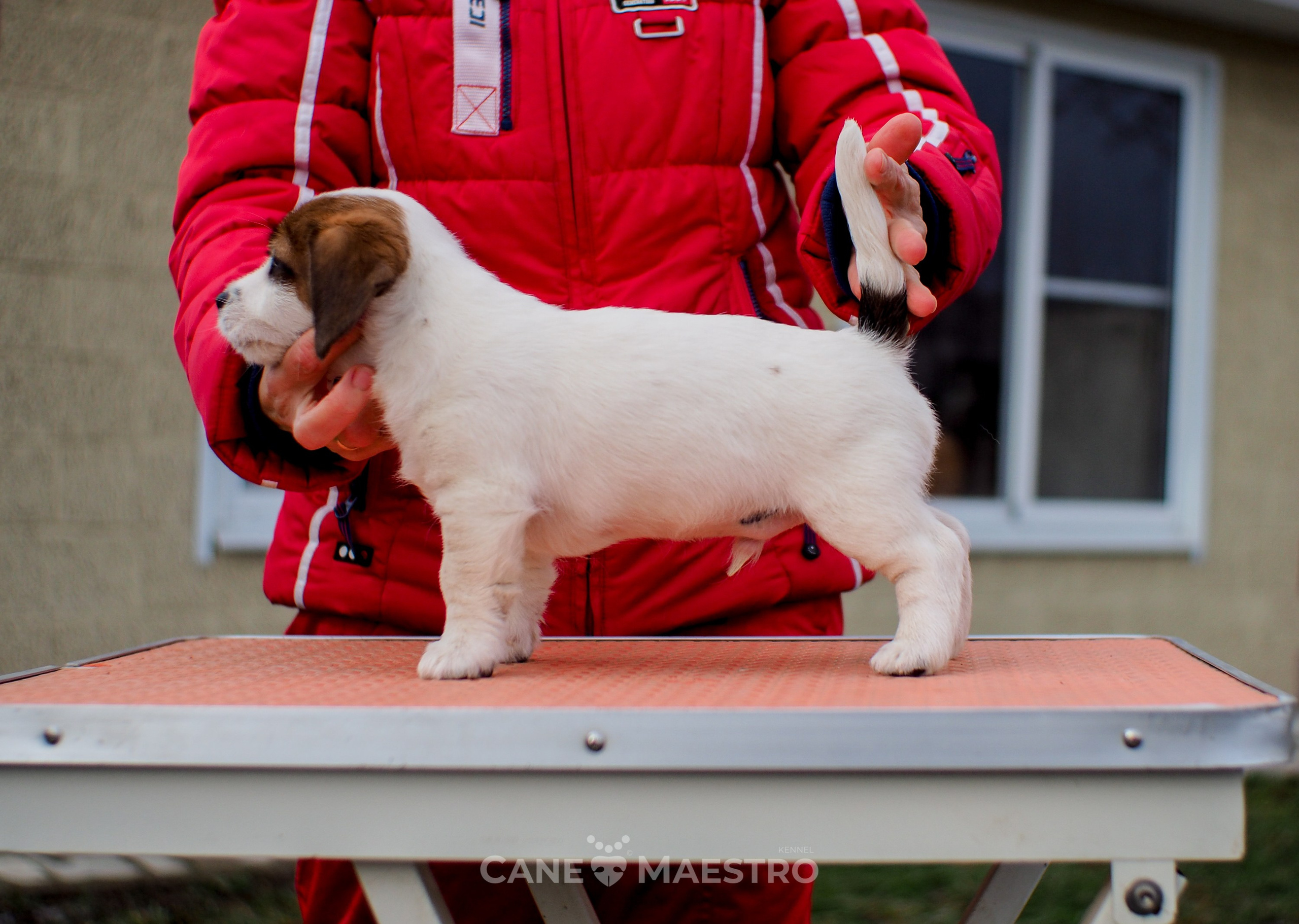 1КОБЛ_МОНОКЛЬ_Ц_ЛИТТЕР. CANE MAESTRO — kennel Jack Russell Terrier