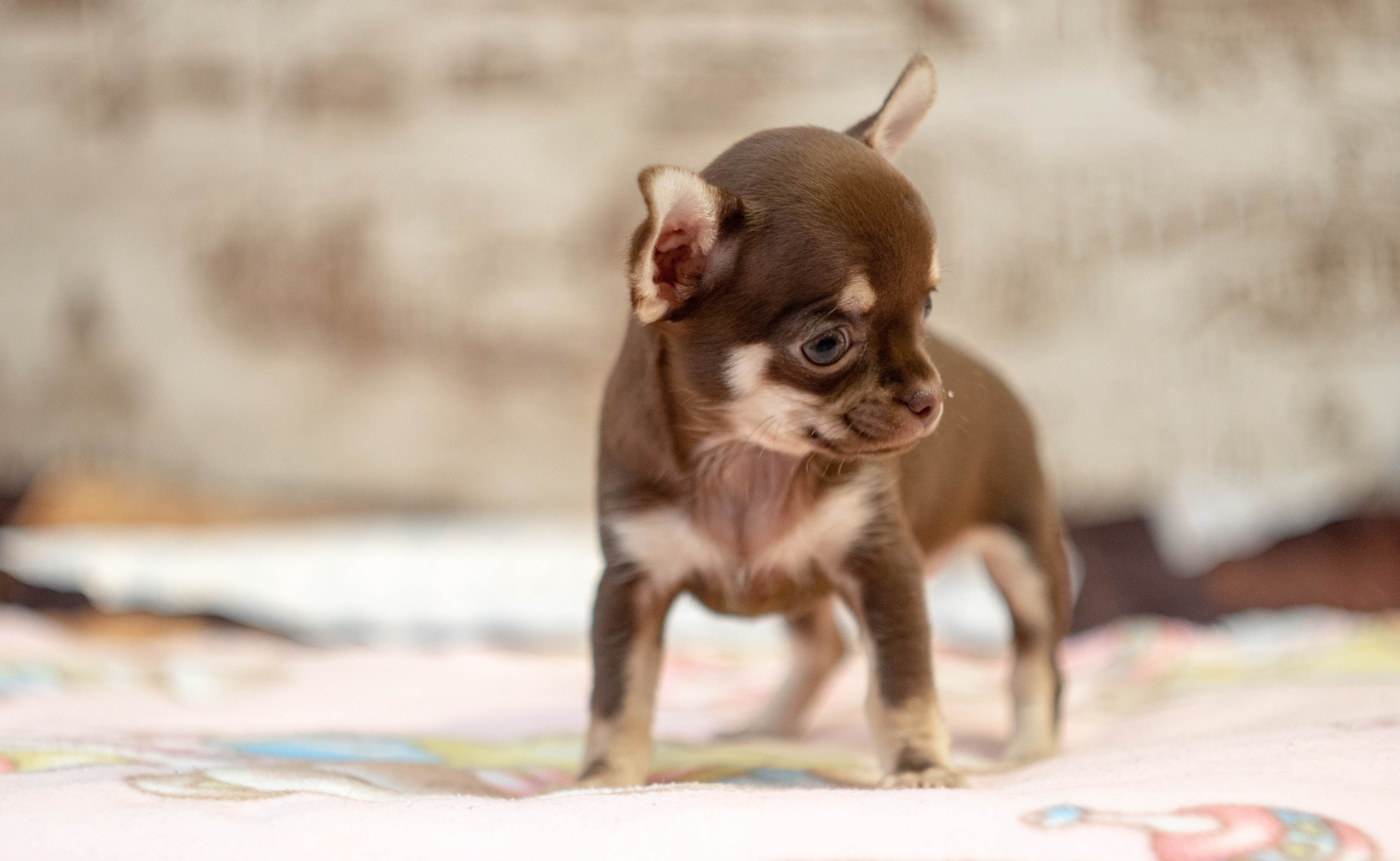 Собаки. Фотограф в Вязьме