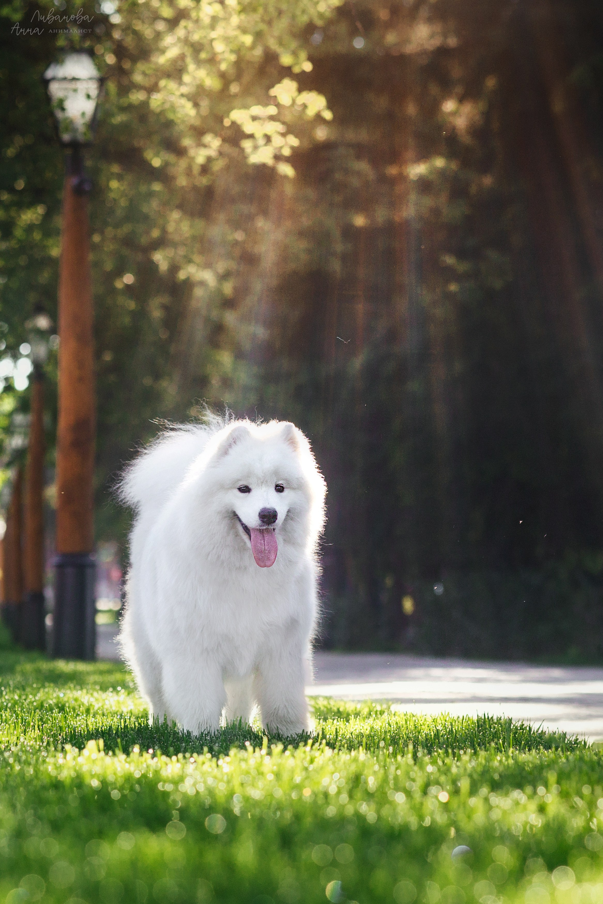 Наташа и Кимми. Фотограф анималист Аня Ливанова | Рыбинск
