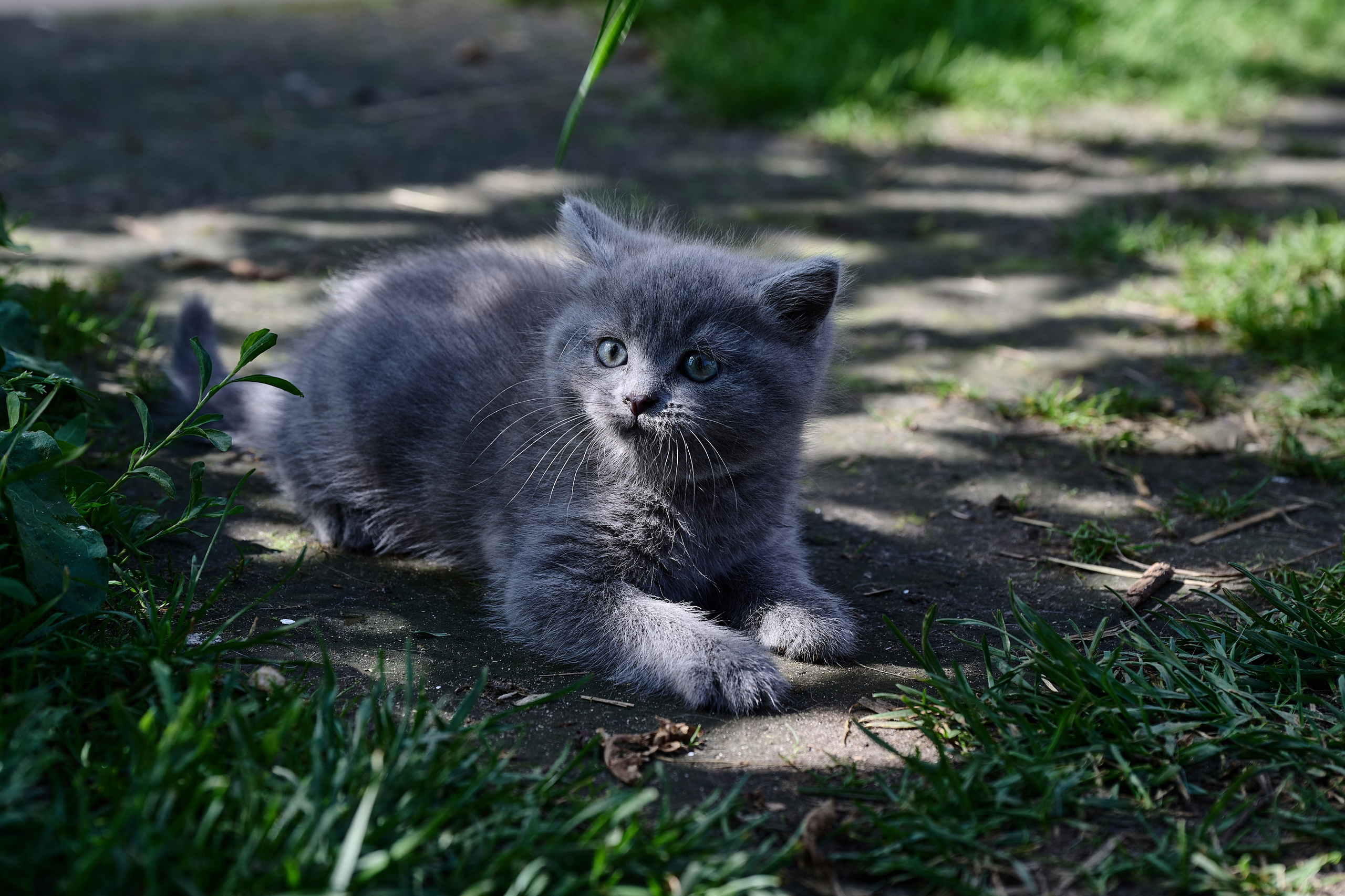 Фотосессия The Кот. Фотограф Роман Адлер