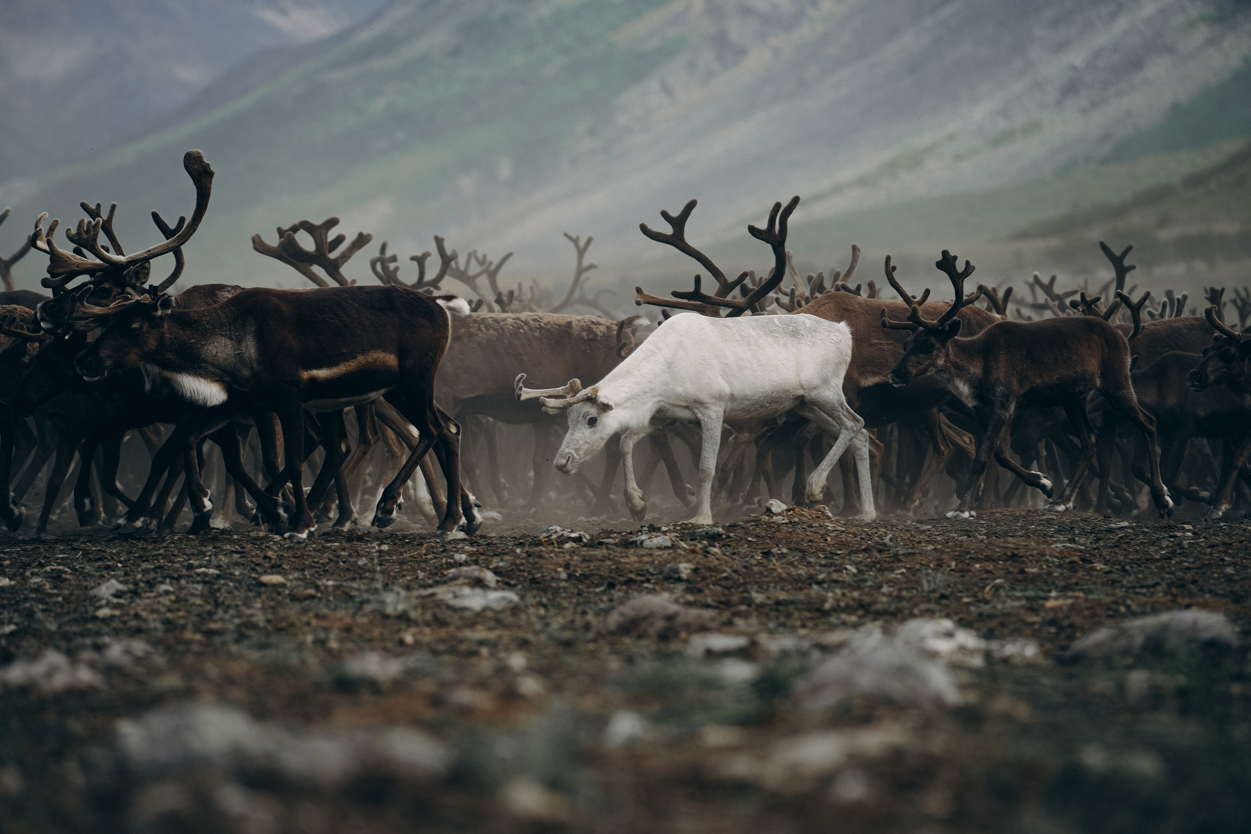 Animals. Николай Филиппов Event & Concert Photographer Москвf