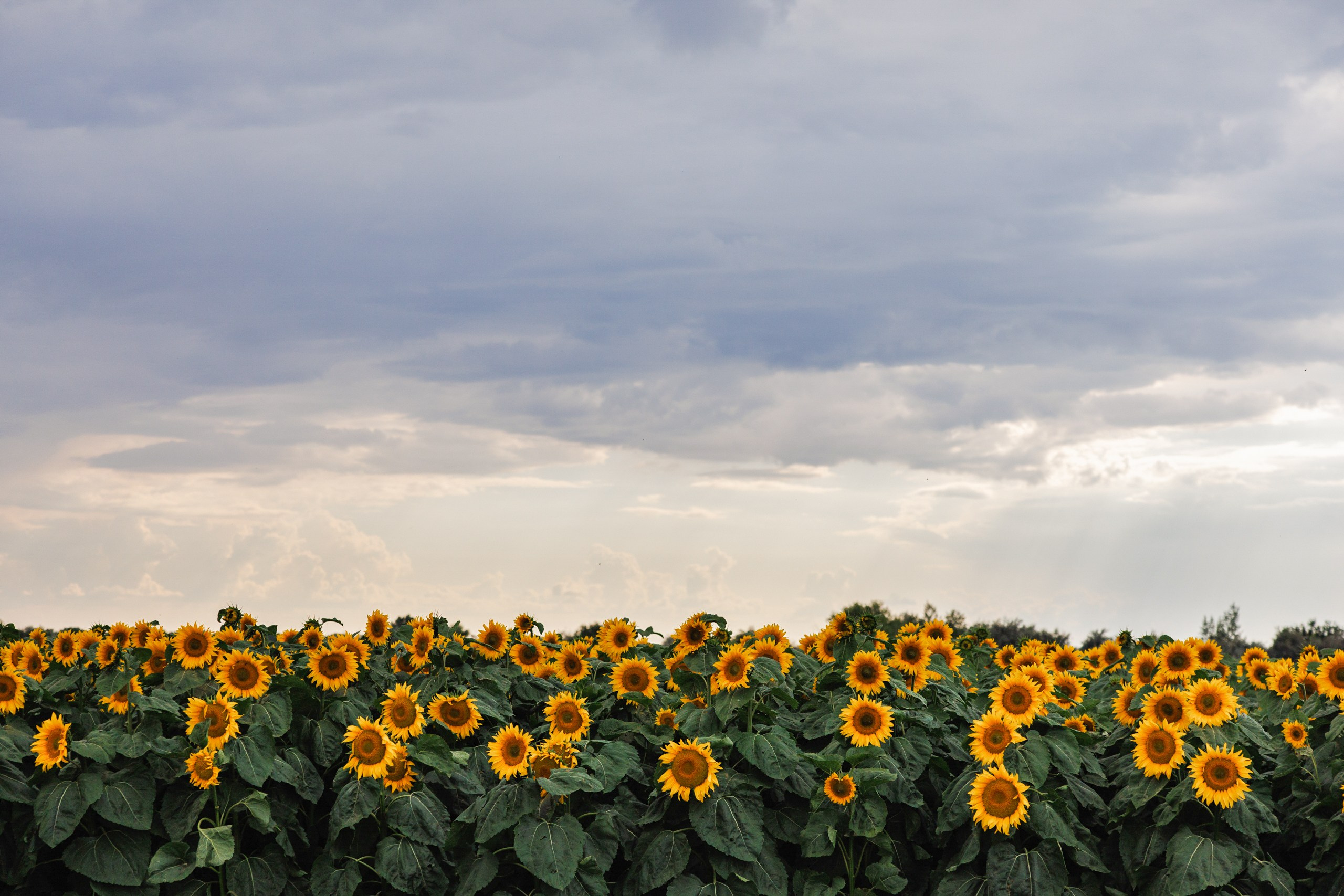 День Поля 2025 Волгоград. Фотограф Ставрополь Петр Голубенко
