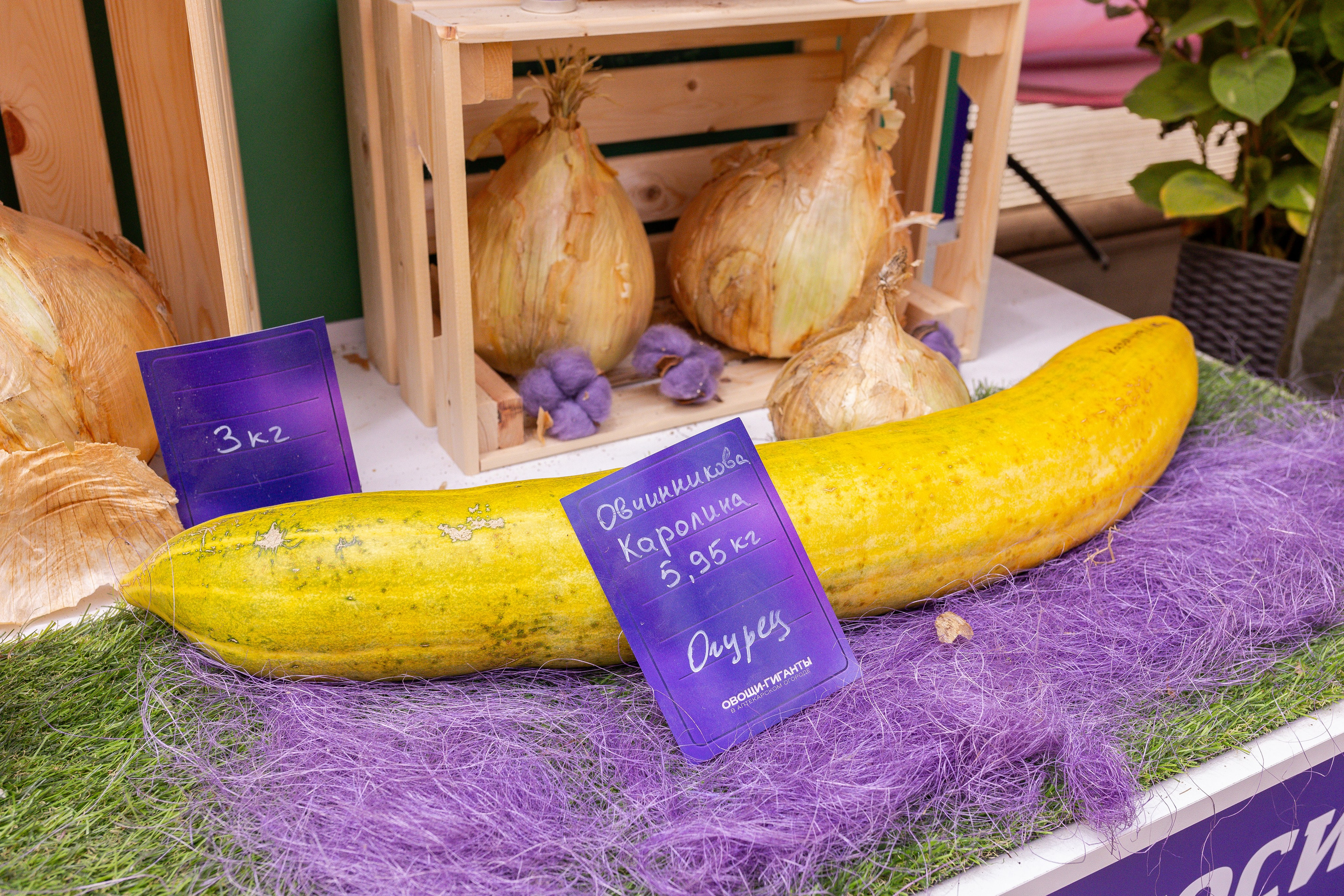 Овощи-гиганты. Александра Куликова фотограф, Москва