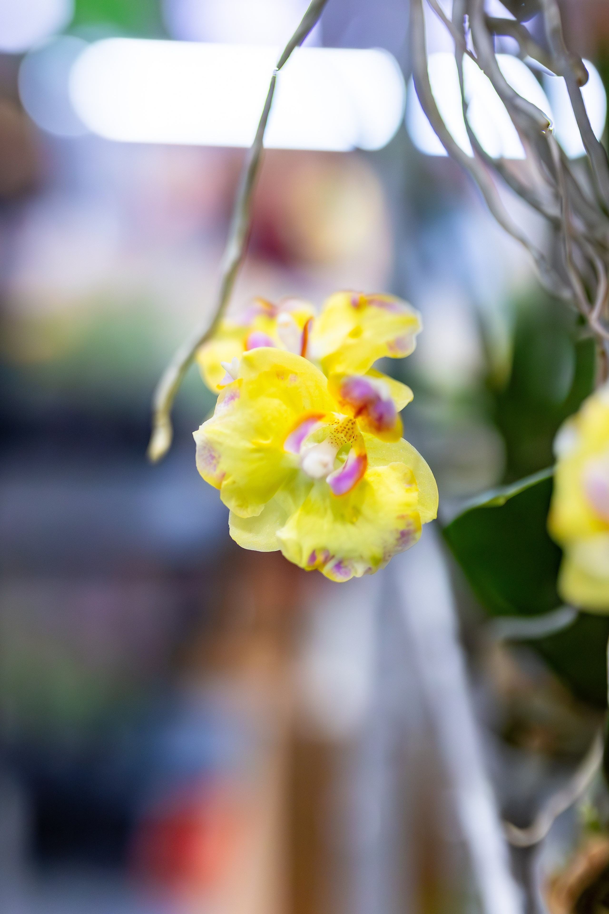 Орхидиум сентябрь 2025. Александра Куликова фотограф, Москва